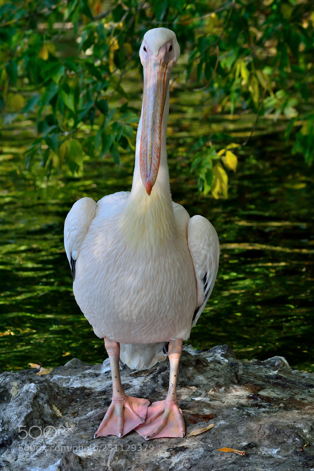 Nikon D5200 sample photo. Birds photography
