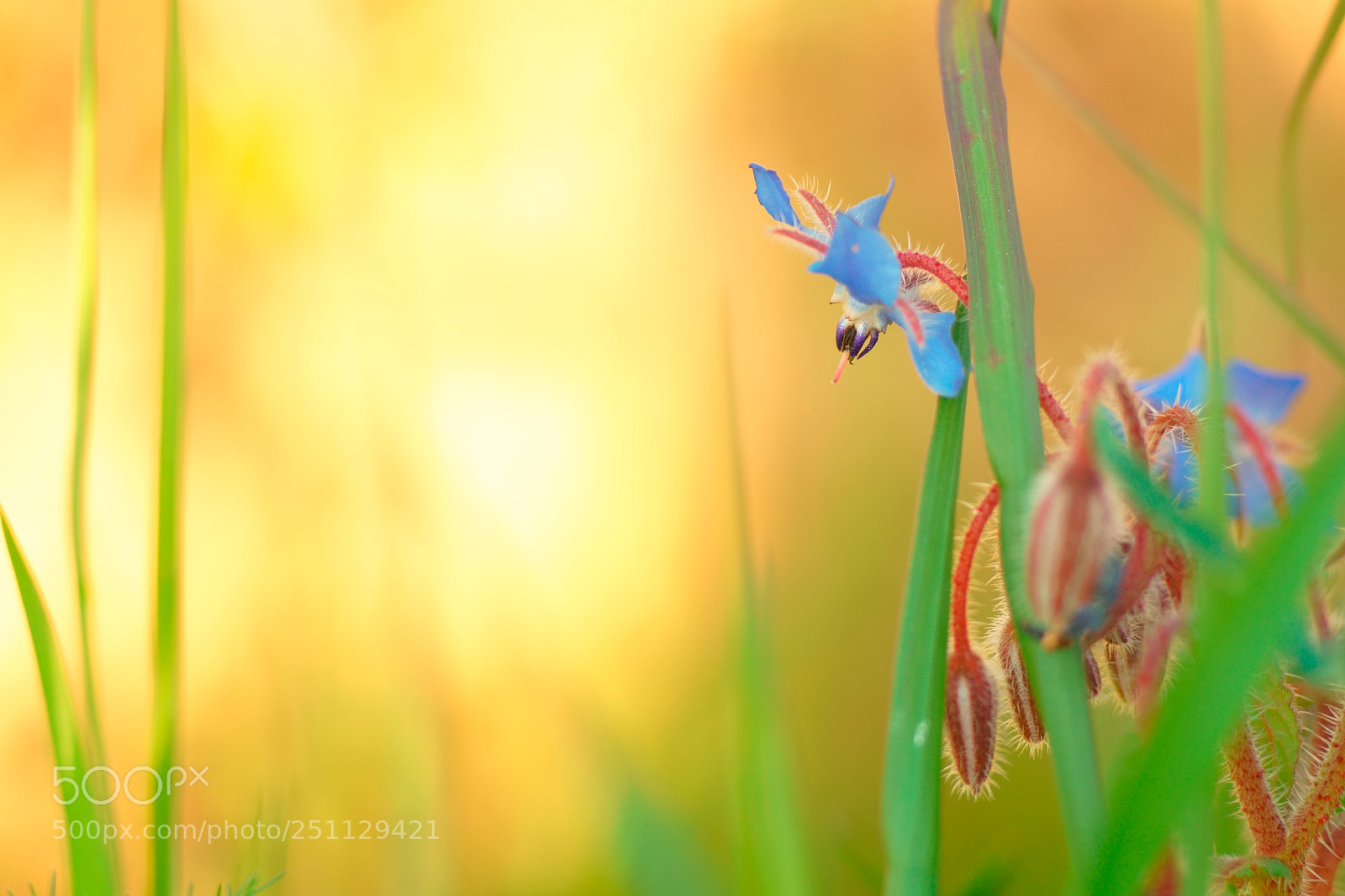 Sony a6000 sample photo. Borraja photography