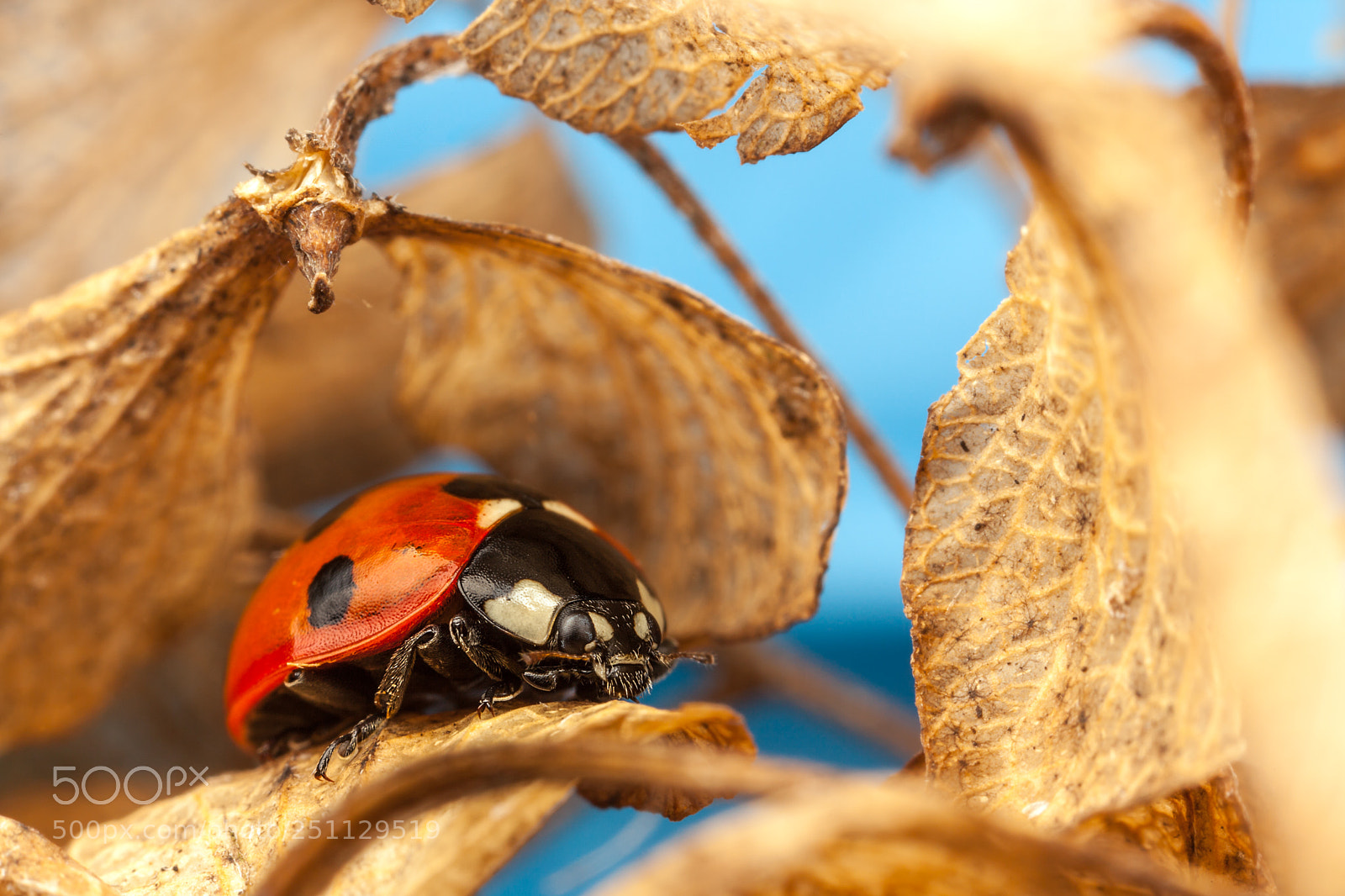 Canon EOS 5D Mark II sample photo. 7-spot ladybird photography