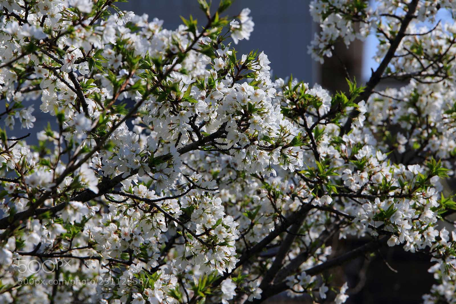 Canon EOS 7D Mark II sample photo. Sa photography