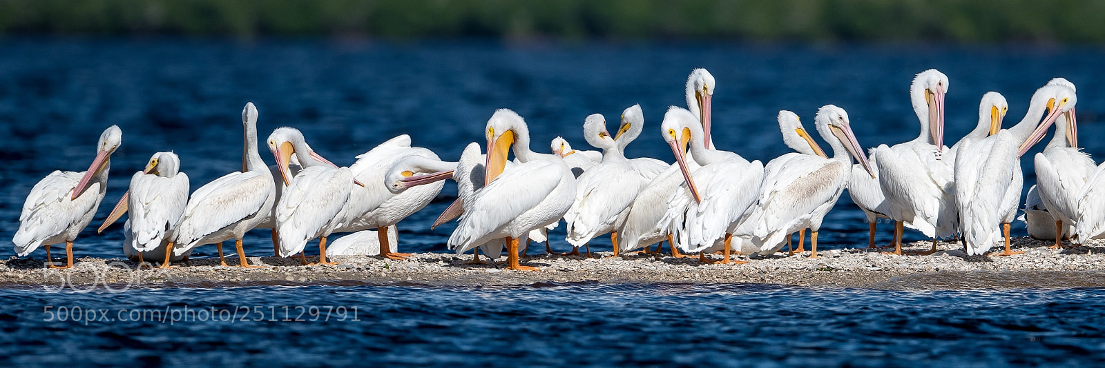 Nikon D500 sample photo. Pelican island photography