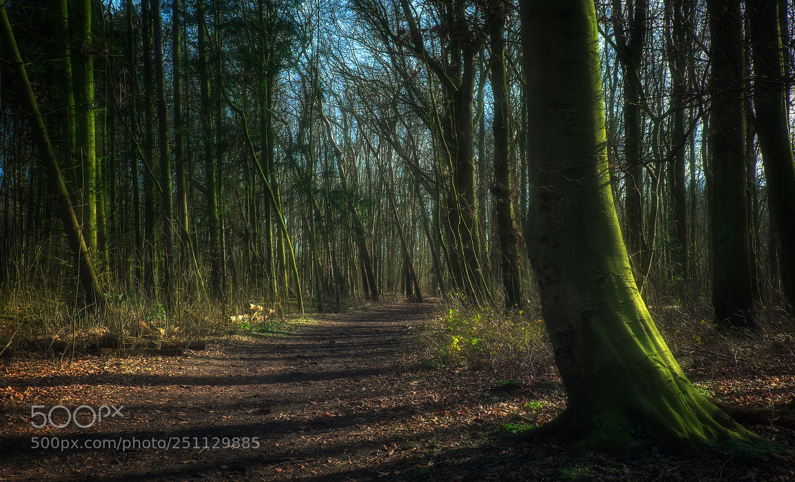 Fujifilm X-T1 sample photo. The path in the photography