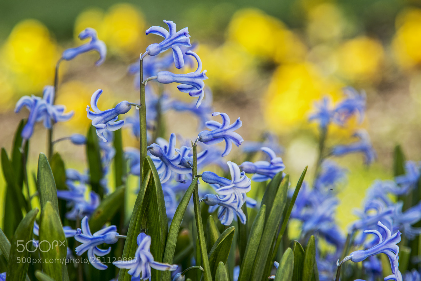 Canon EOS 80D sample photo. Spring flowers photography