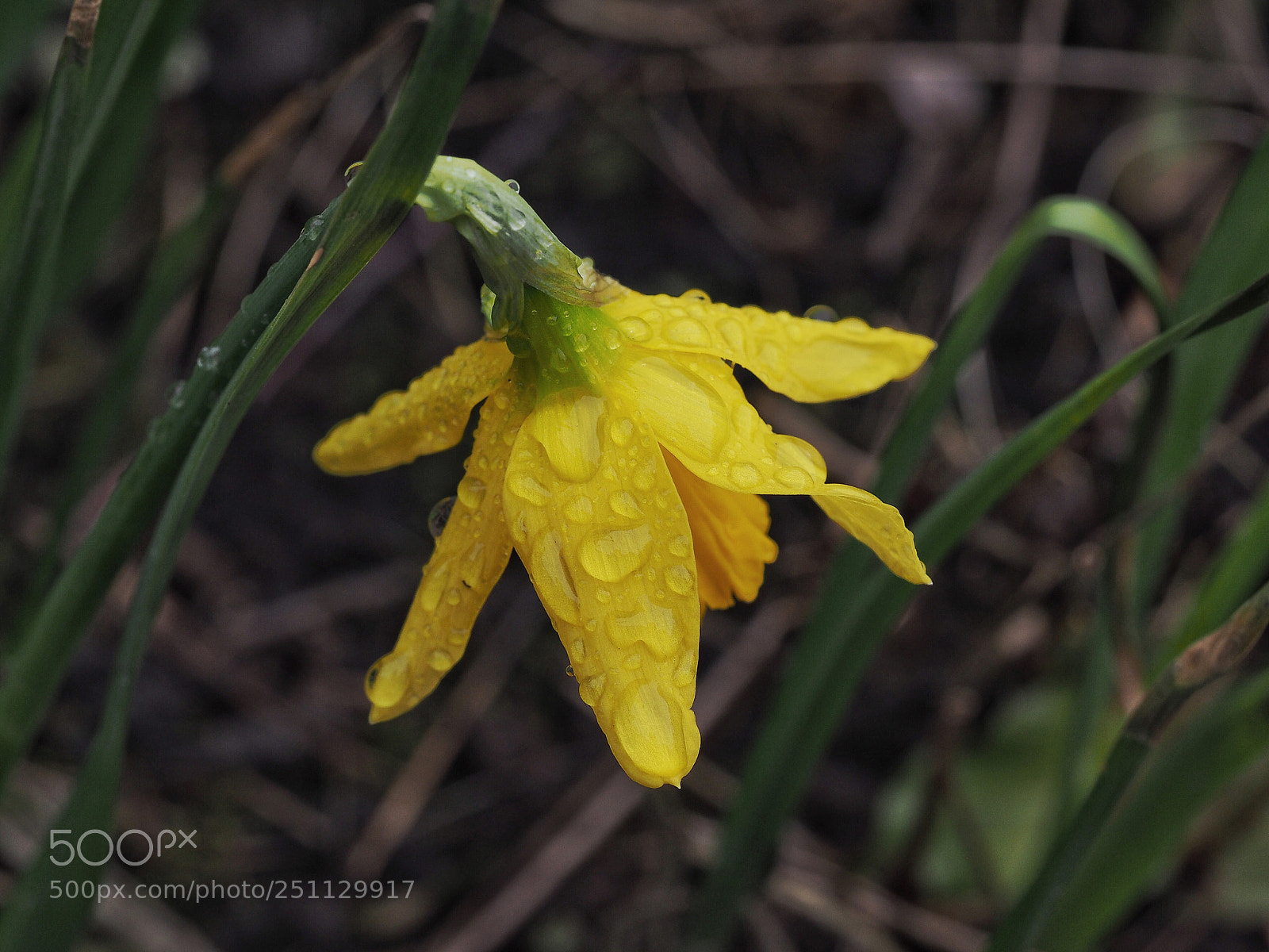 Olympus OM-D E-M1 sample photo. Narcis photography