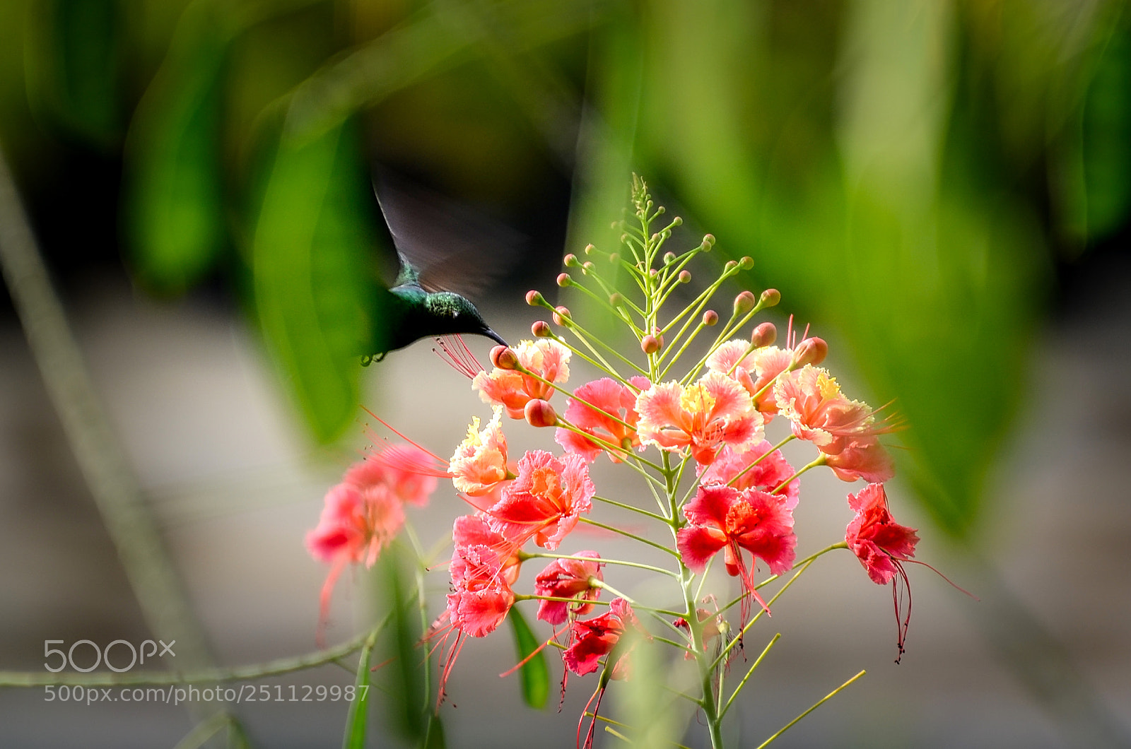 Nikon D7000 sample photo. Colibri photography