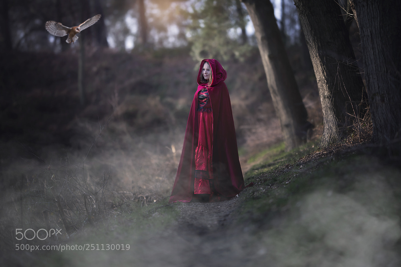 Nikon D600 sample photo. Magical forest photography