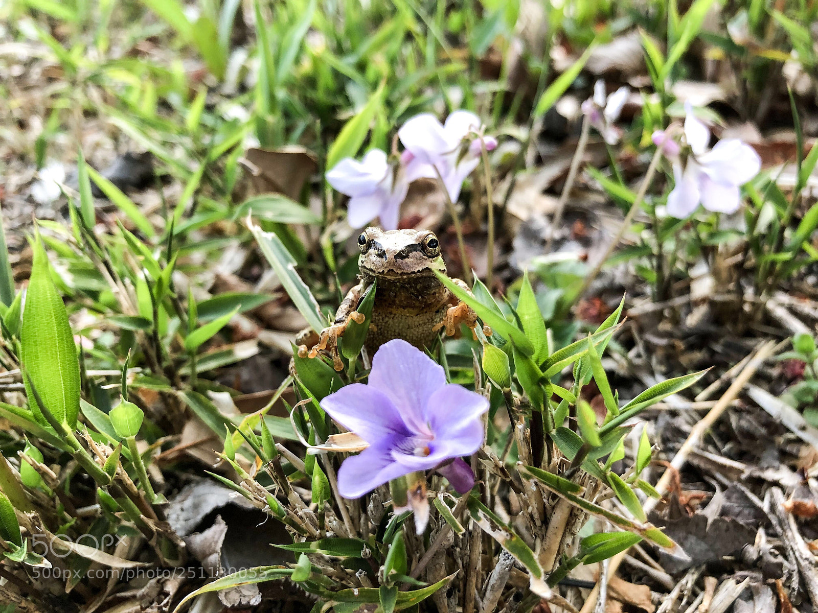 Apple iPhone 8 sample photo. Untitled photography
