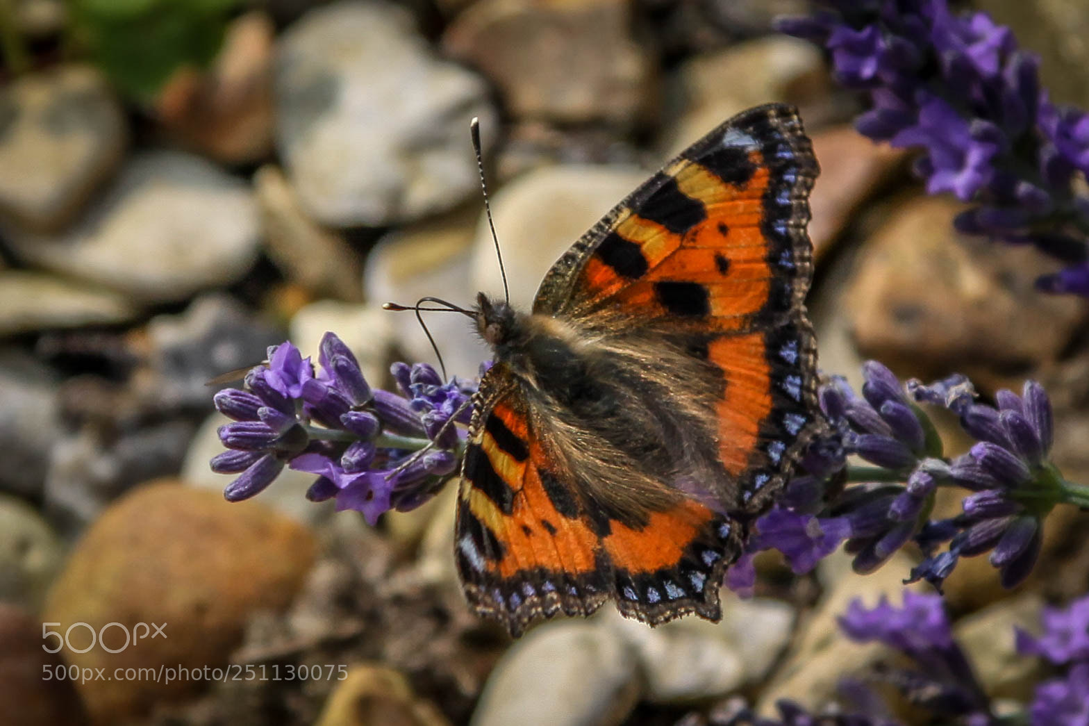 Canon EOS 50D sample photo. Small tortoiseshell photography