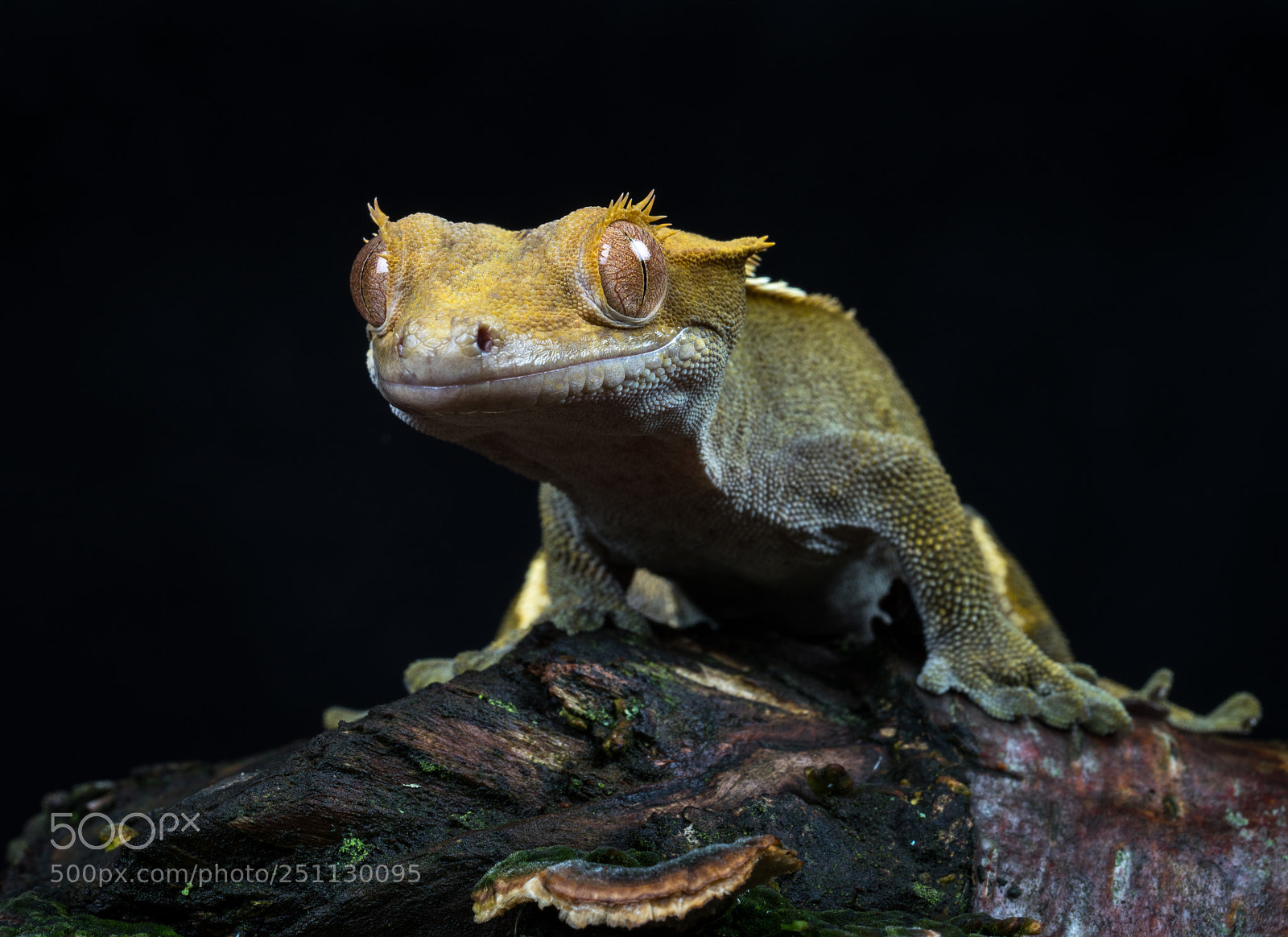 Sony a7R II sample photo. Gordon gecko 1 photography