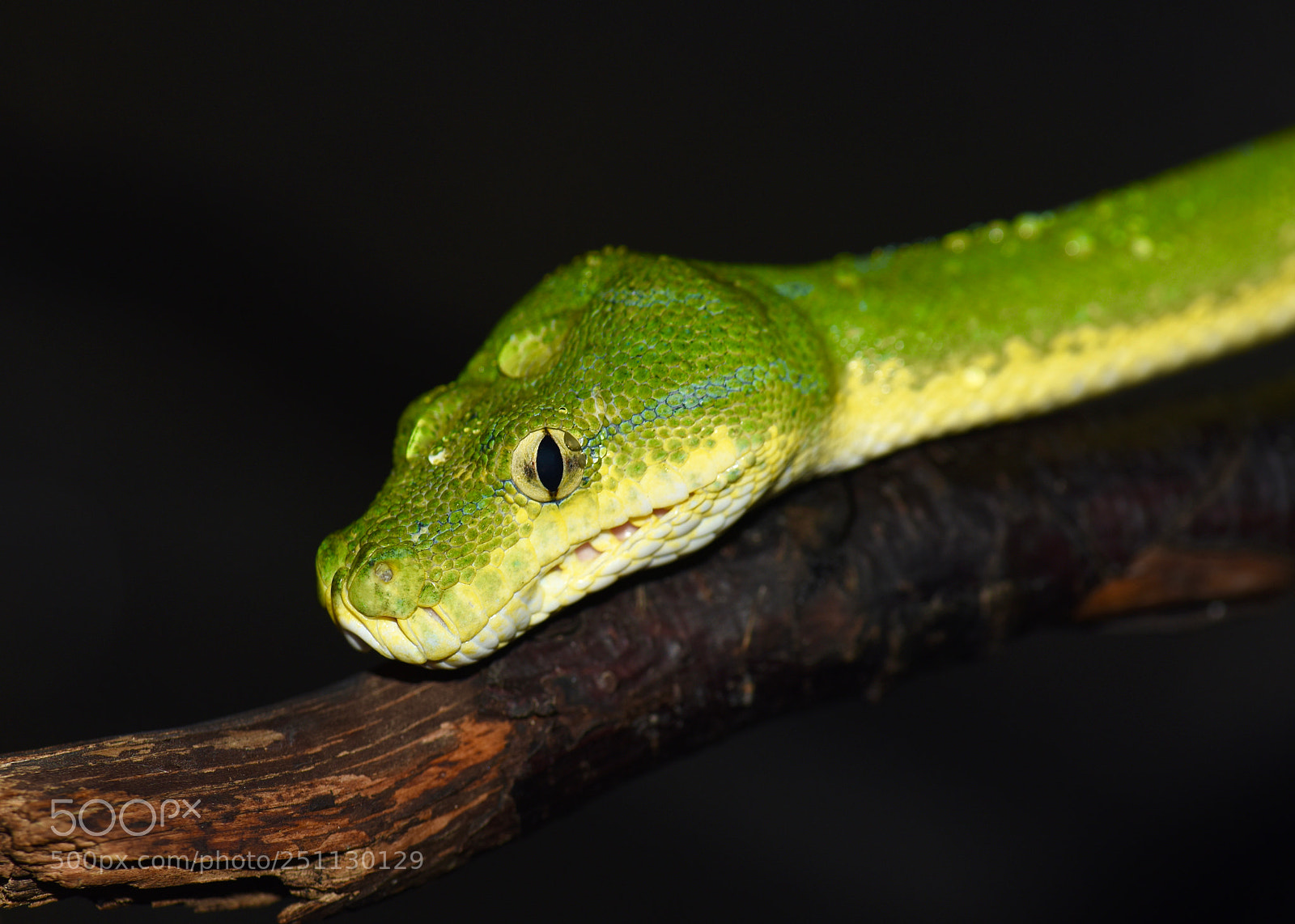Nikon D810 sample photo. Green tree python morelia photography
