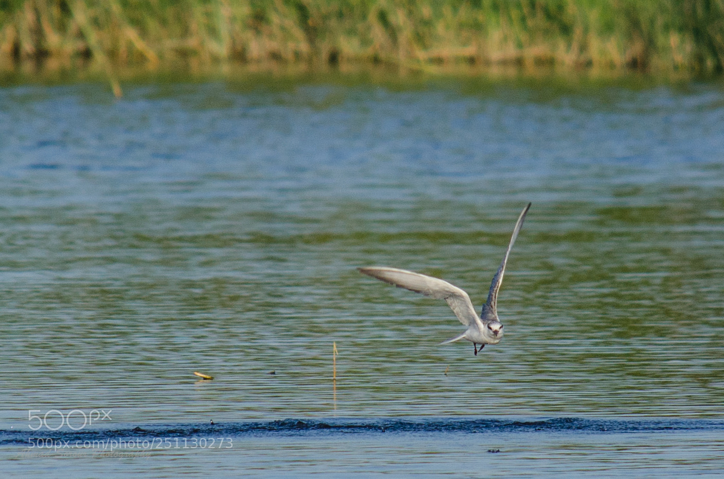 Nikon D7000 sample photo. I'm watching you photography