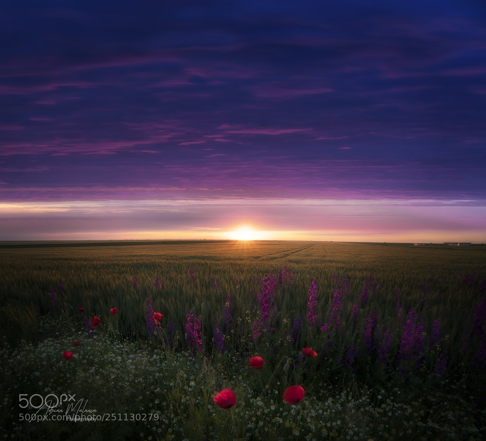 Sony a7R II sample photo. Sunset over poppies fields! photography