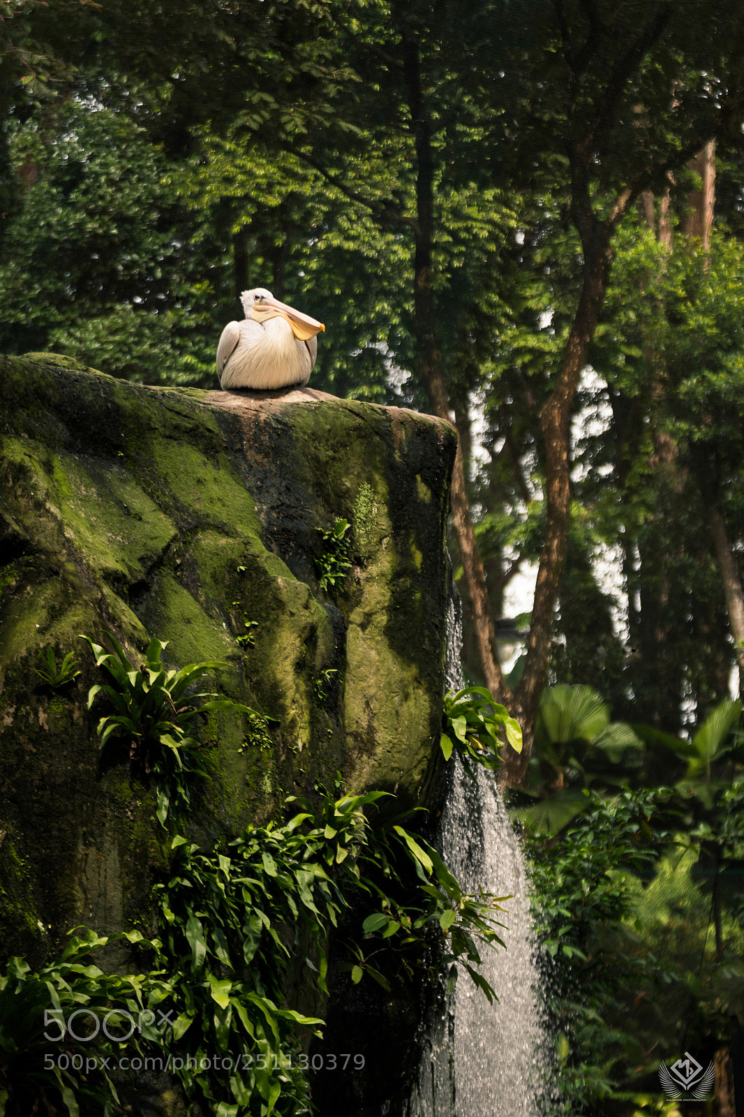 Nikon D5500 sample photo. Pelican photography