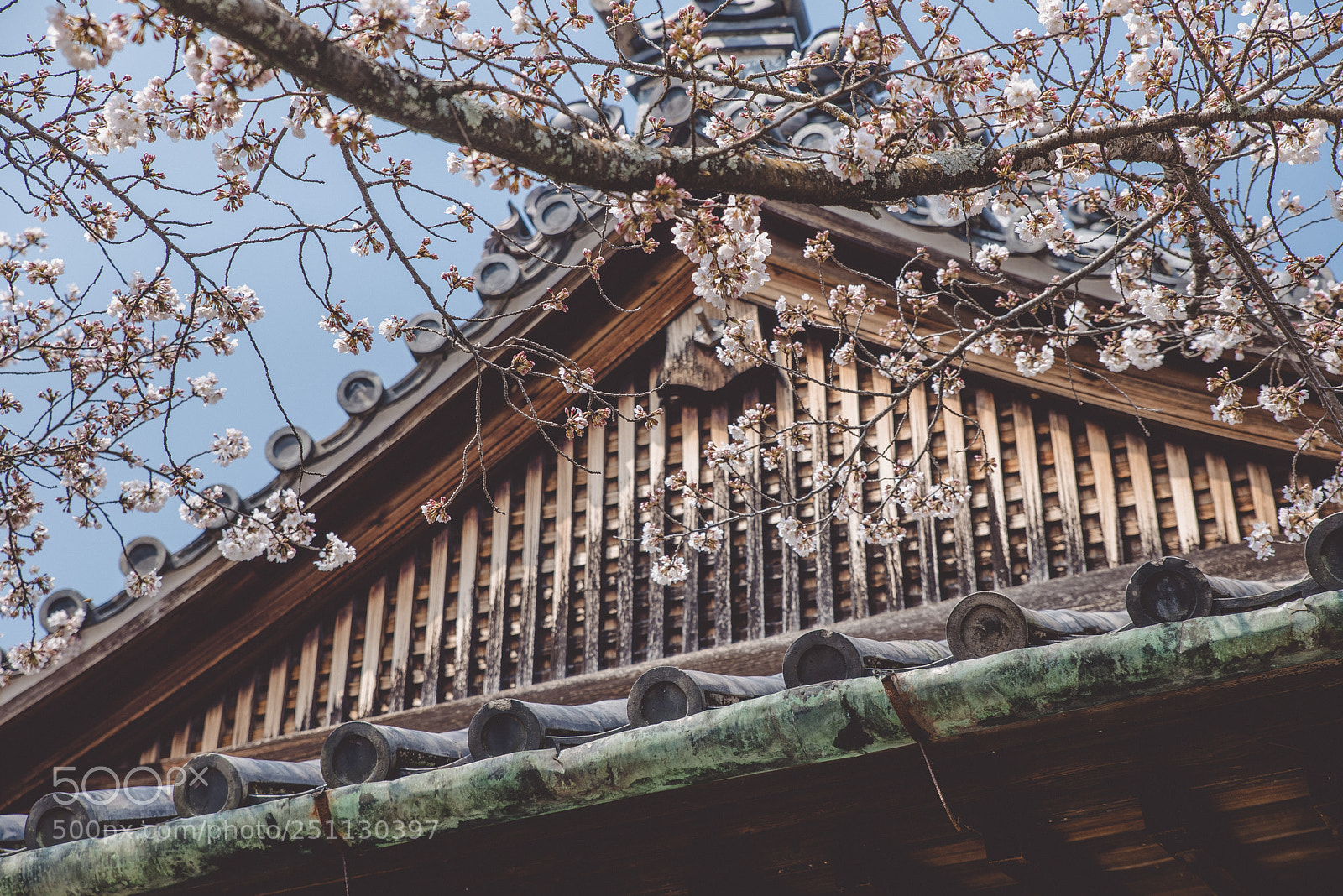 Nikon D750 sample photo. Sakura in kotohira photography