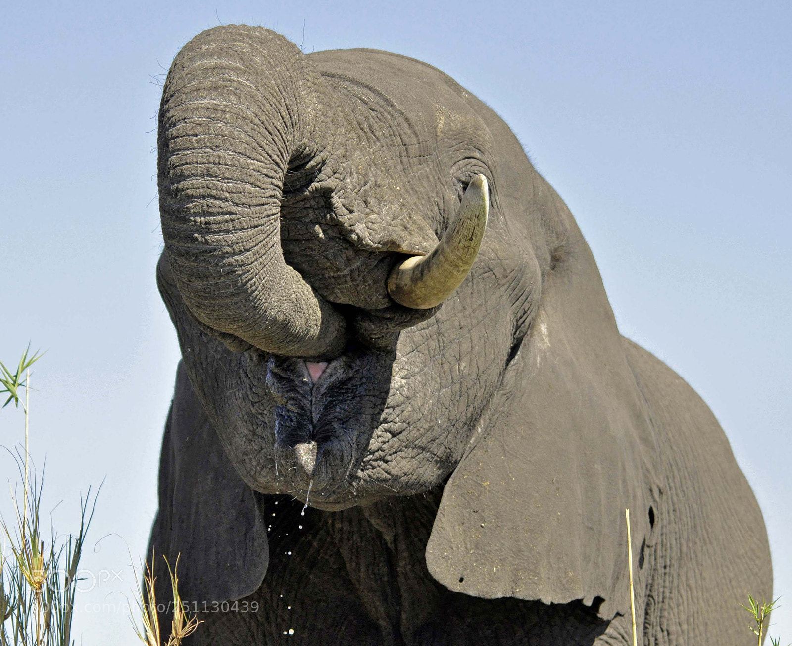Nikon D90 sample photo. Elephant photography
