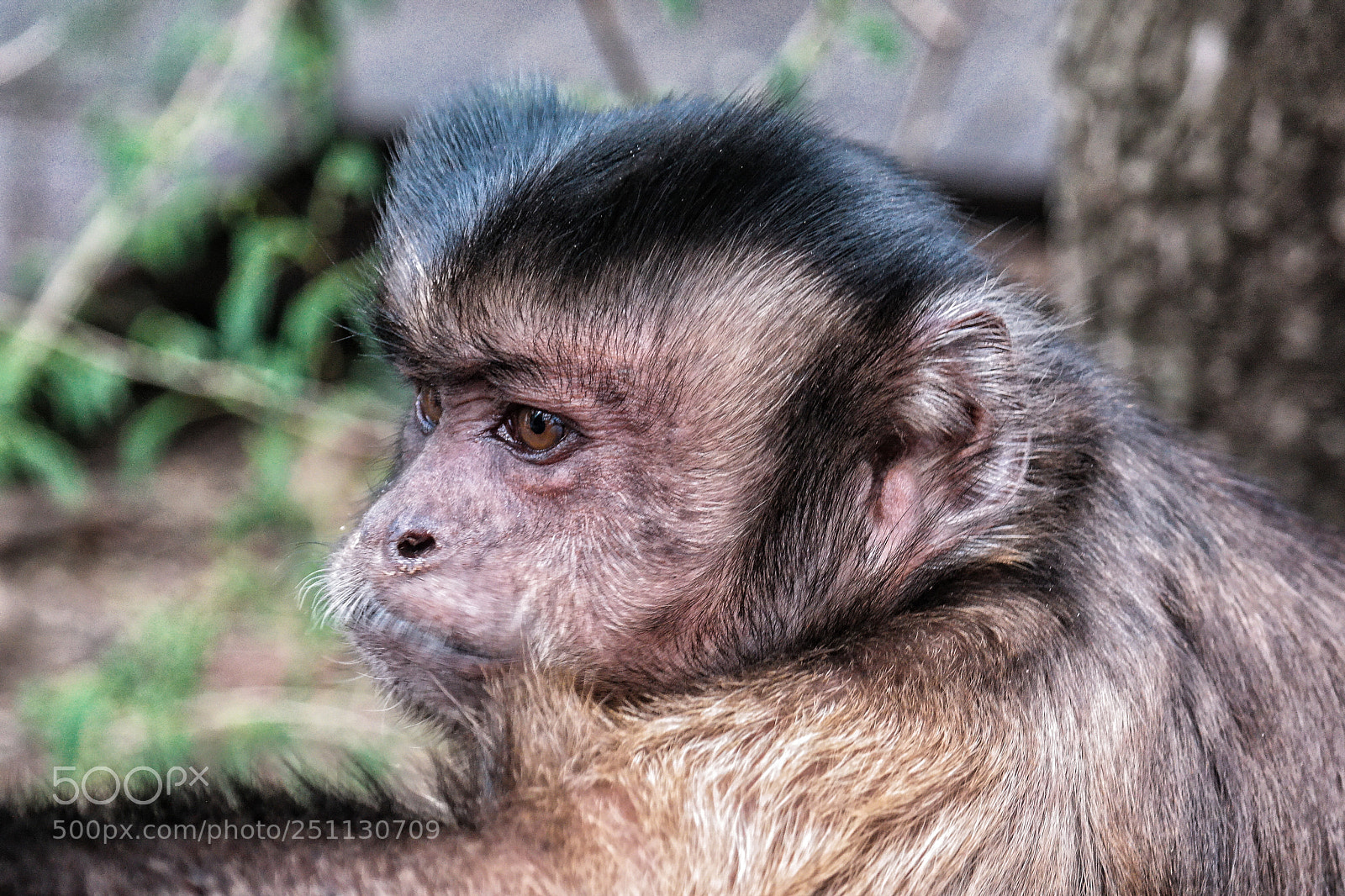Samsung NX30 sample photo. Monkeyland hartbeespoortdam photography