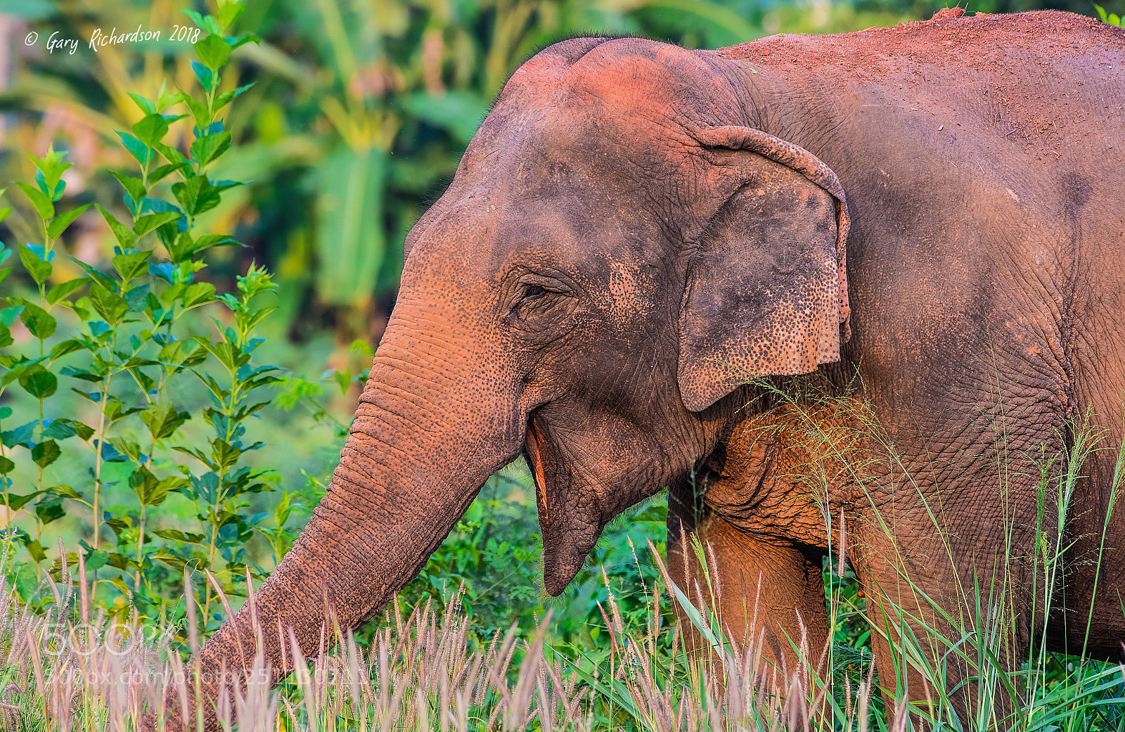Nikon D500 sample photo. Asian elephant khao yai photography