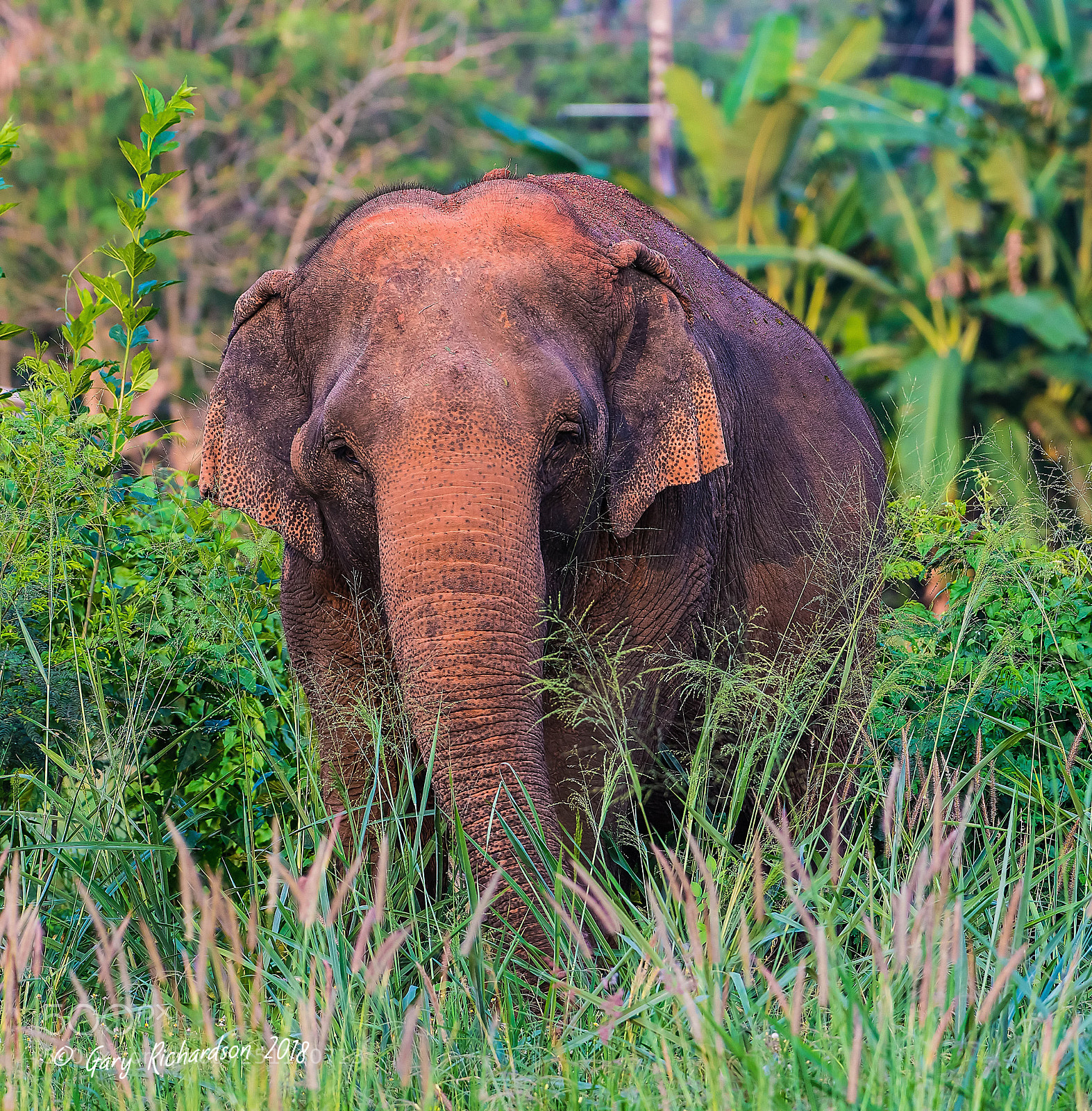Nikon D500 sample photo. Asian elephant khao yai photography