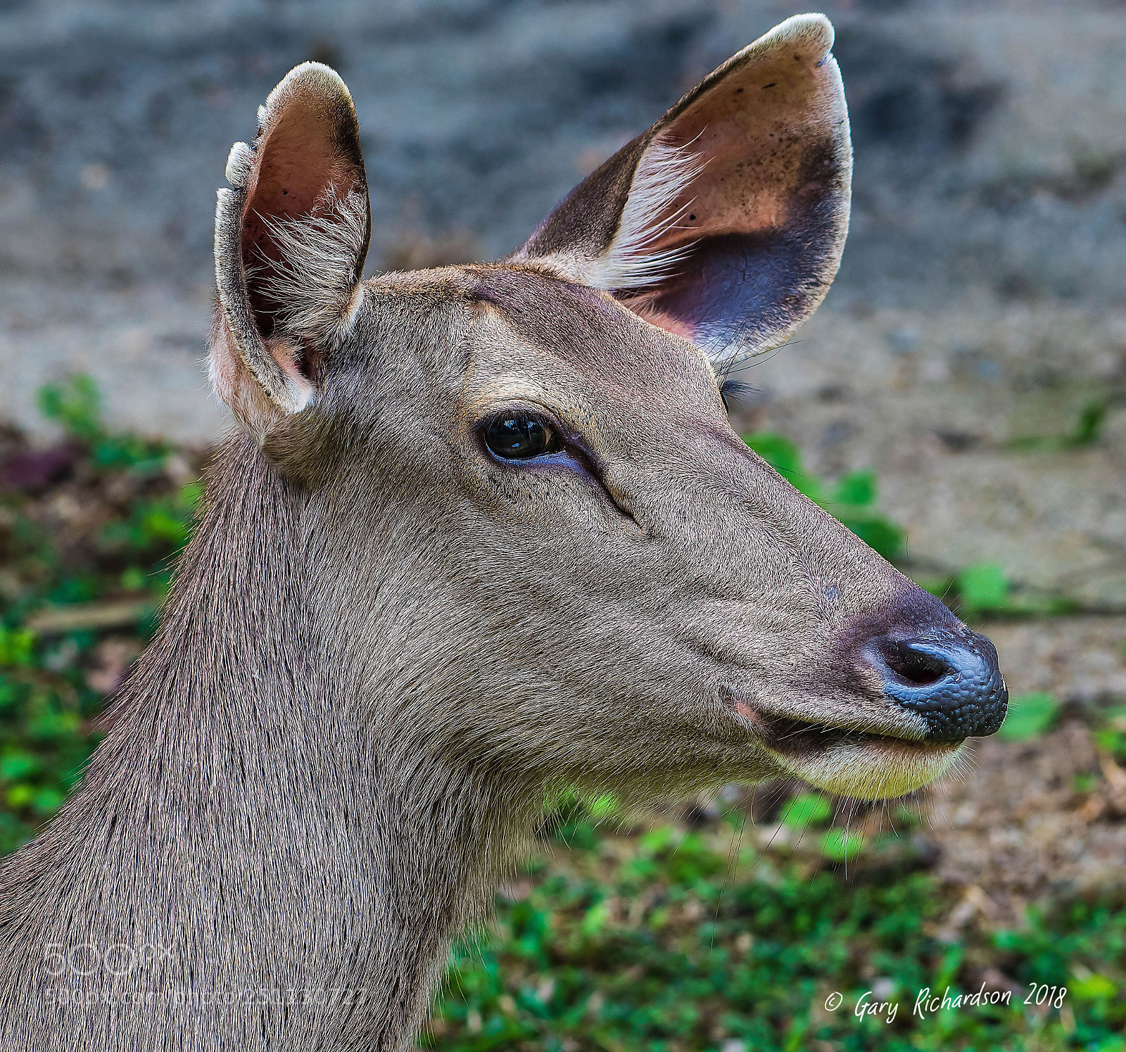 Nikon D500 sample photo. Sambar deer khao yai photography