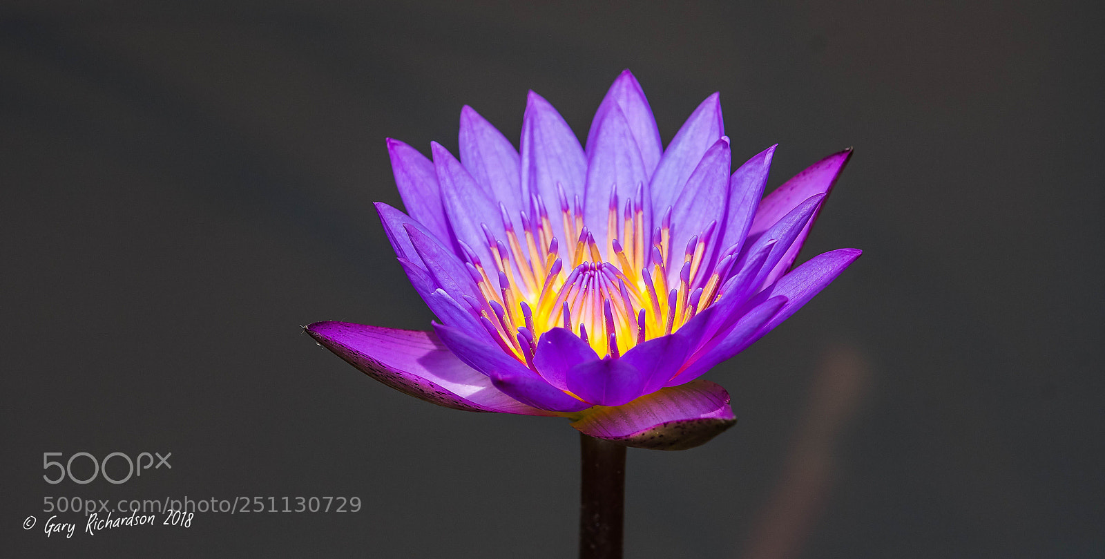 Nikon D500 sample photo. Koh chang- thailand photography