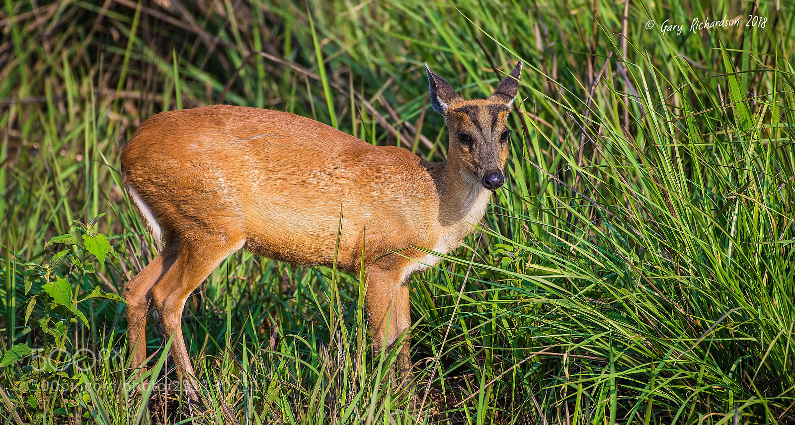 Nikon D500 sample photo. Red muntjac deer khao photography