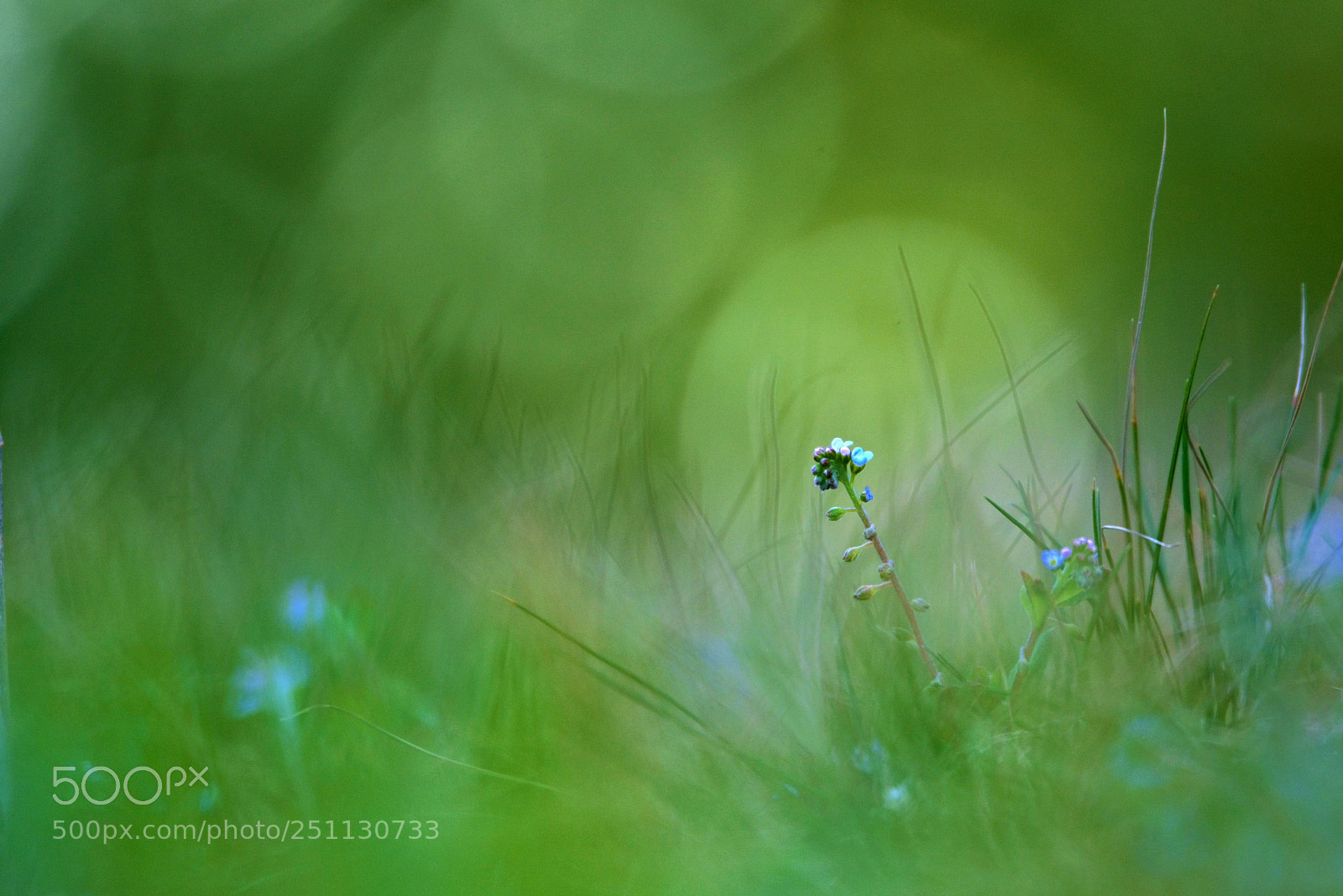 Nikon D800 sample photo. Spring spring anywhere. photography