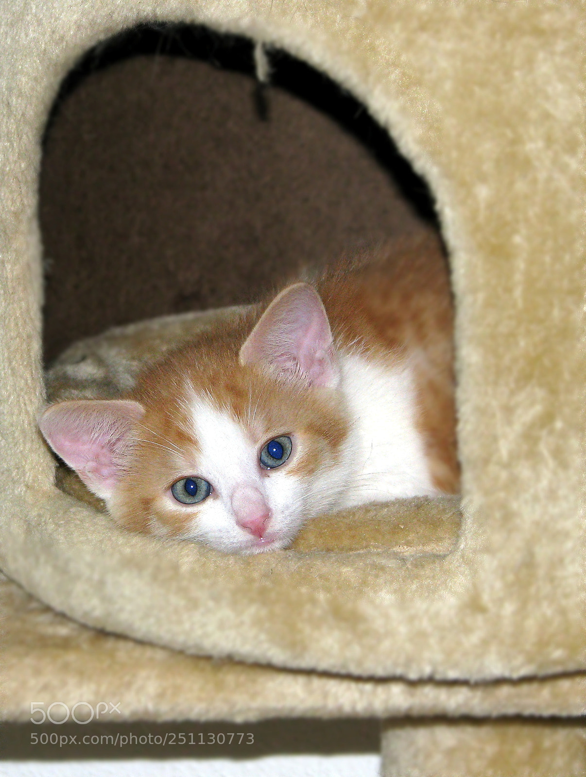 Canon POWERSHOT S5 IS sample photo. Katze photography
