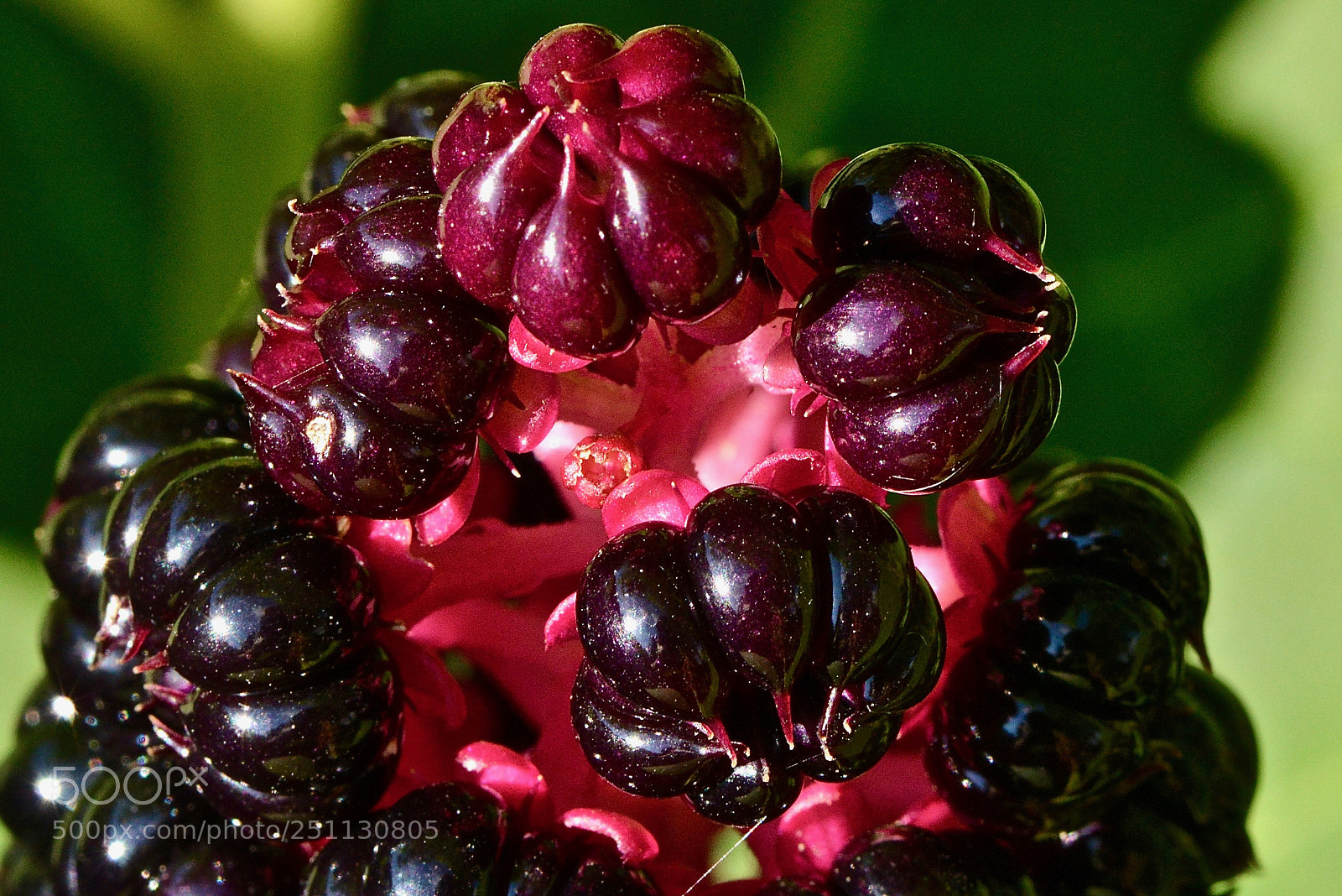Nikon D800 sample photo. Colorful berries photography