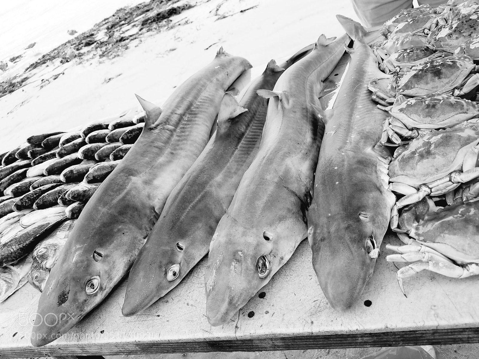 Samsung Galaxy S7 sample photo. Shark photography