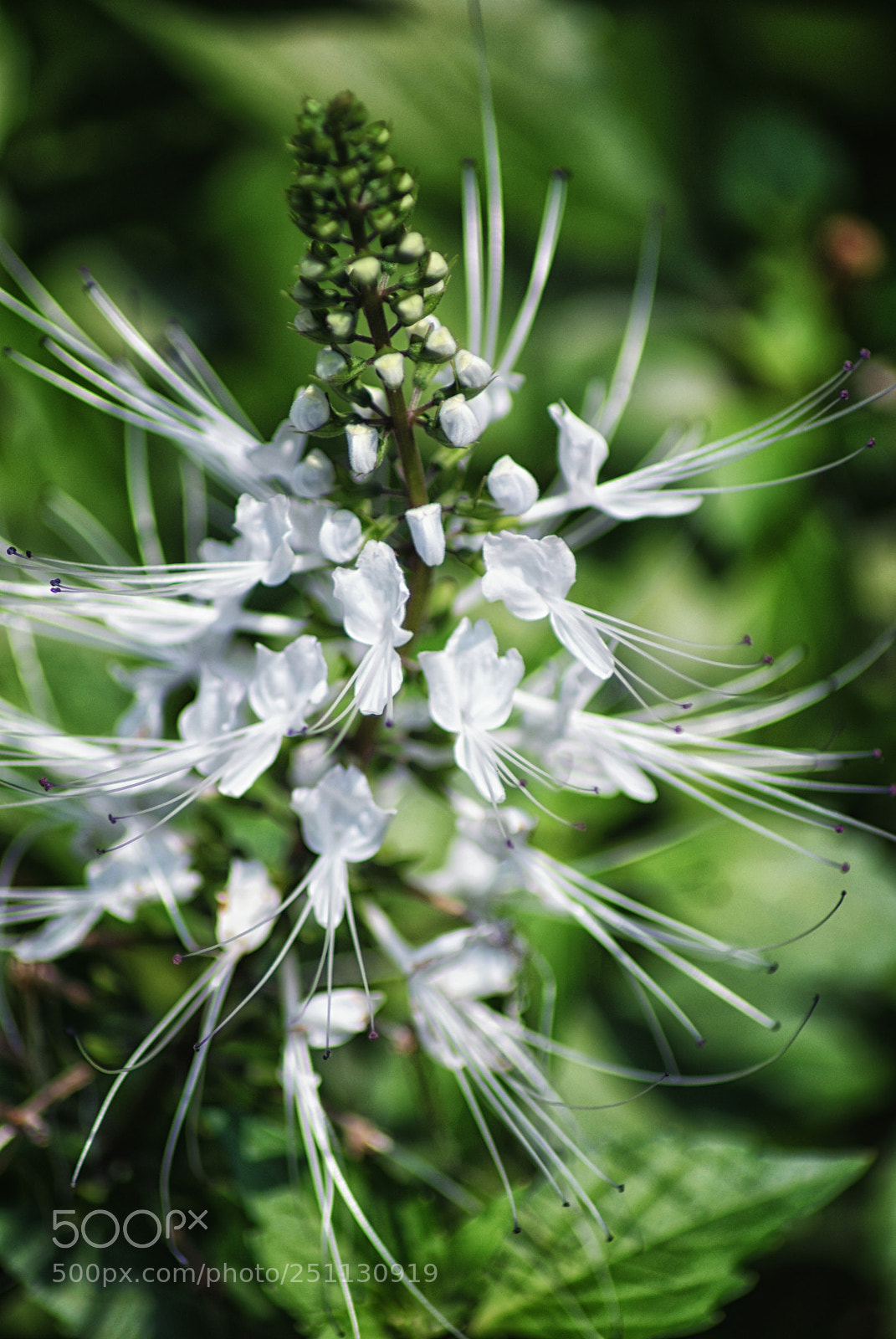 Sony Alpha DSLR-A200 sample photo. Orthosiphon aristatus or kumis photography