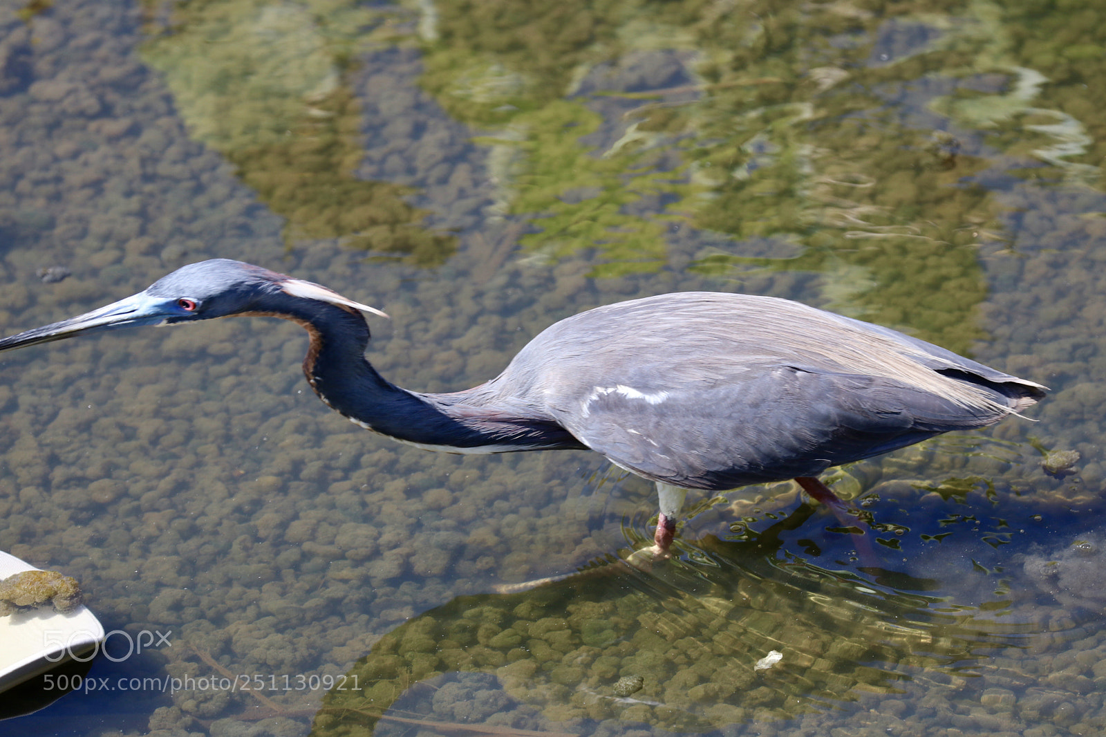 Canon EOS 80D sample photo. Blue heron  photography