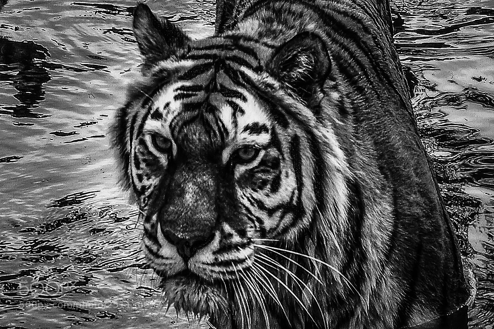 Nikon D5000 sample photo. Tijger. so close foto photography