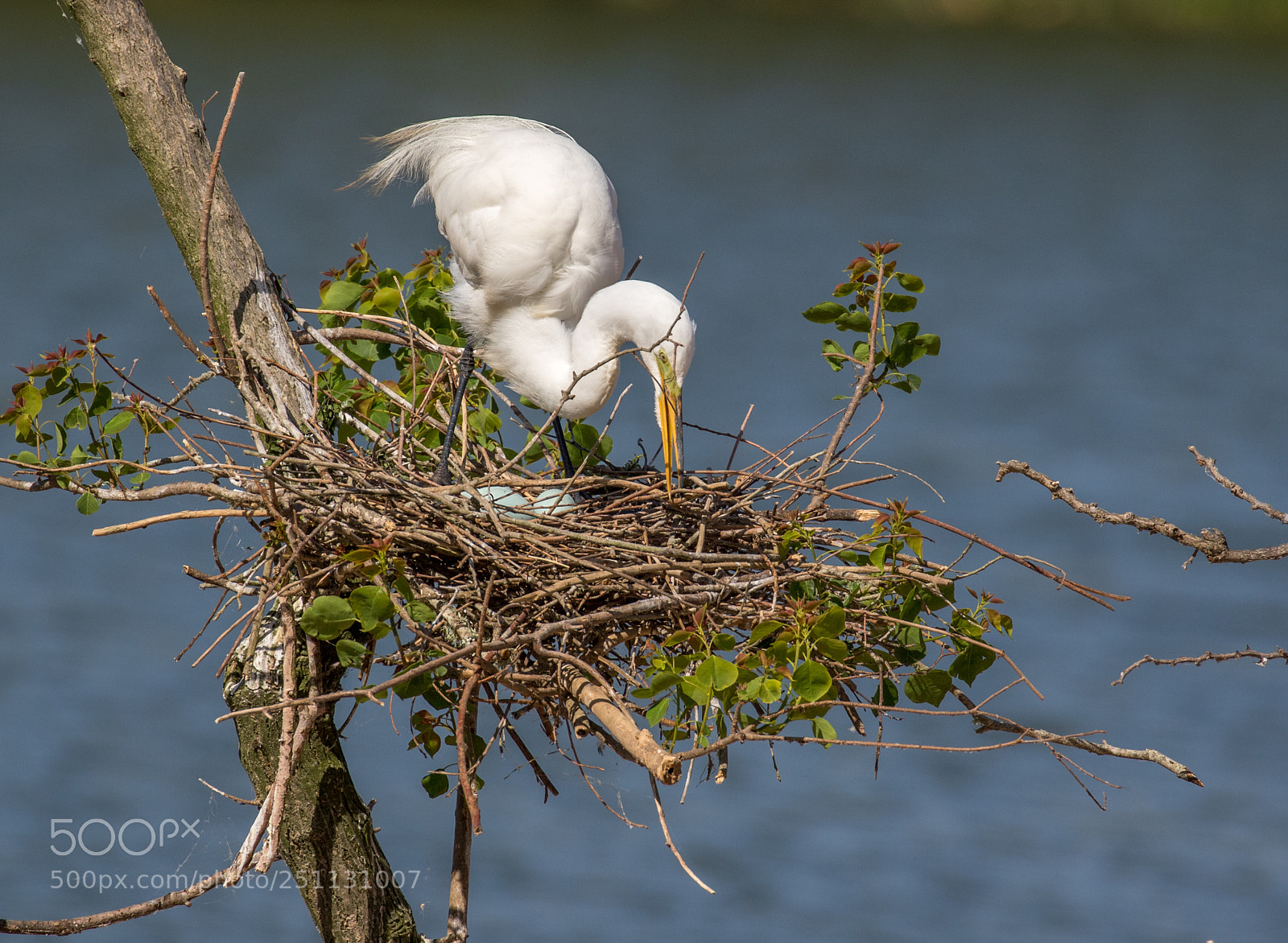 Canon EOS 7D Mark II sample photo. Great egret nest with photography