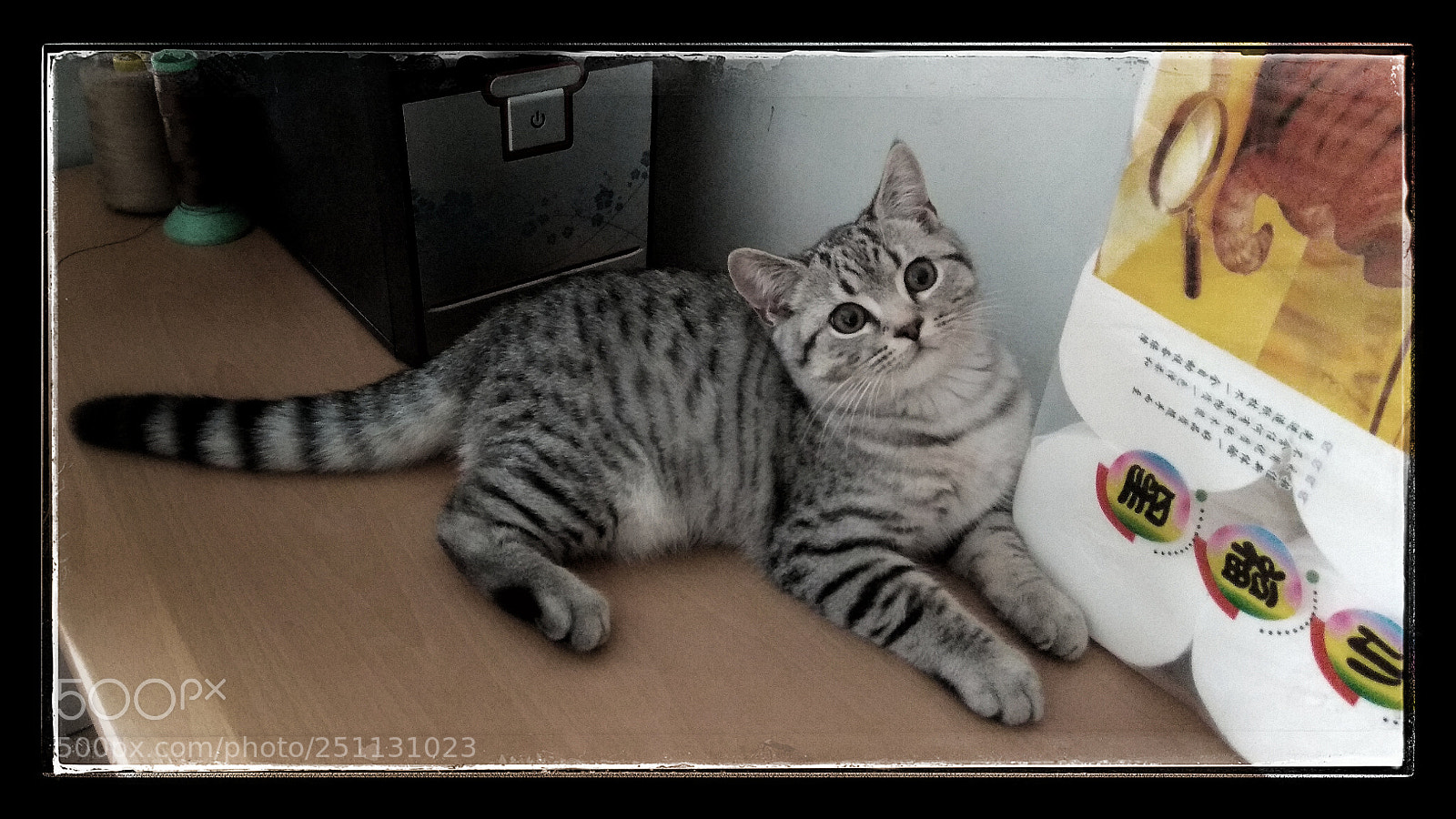 Xiaomi Redmi Note 4X sample photo. Kitten photography