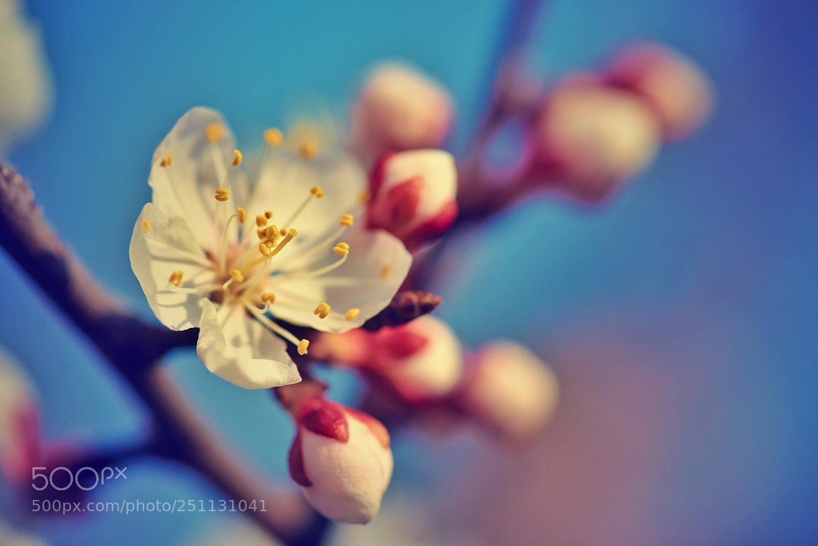 Sony Alpha DSLR-A900 sample photo. Awakening photography
