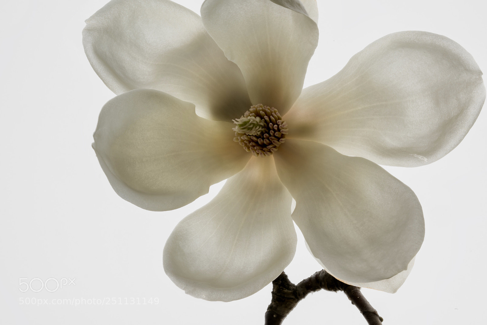 Sony a7R III sample photo. Magnolia photography