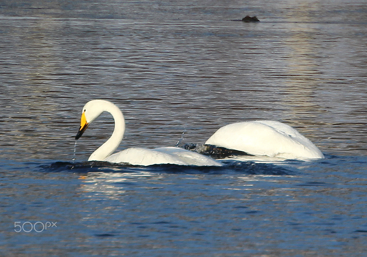 Canon EOS 700D (EOS Rebel T5i / EOS Kiss X7i) sample photo. The morning activities of swans... photography