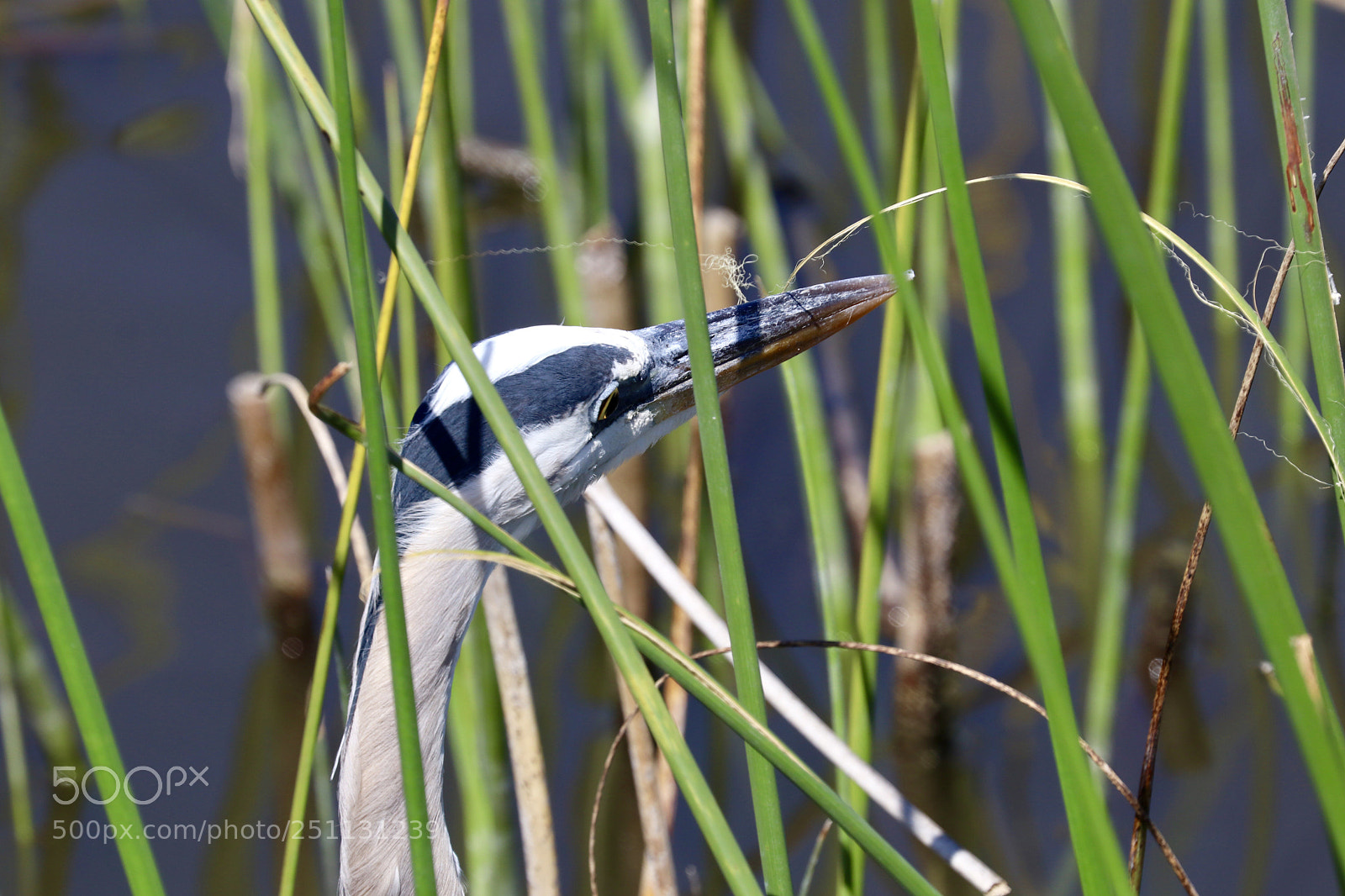 Canon EOS 80D sample photo. Heron  photography