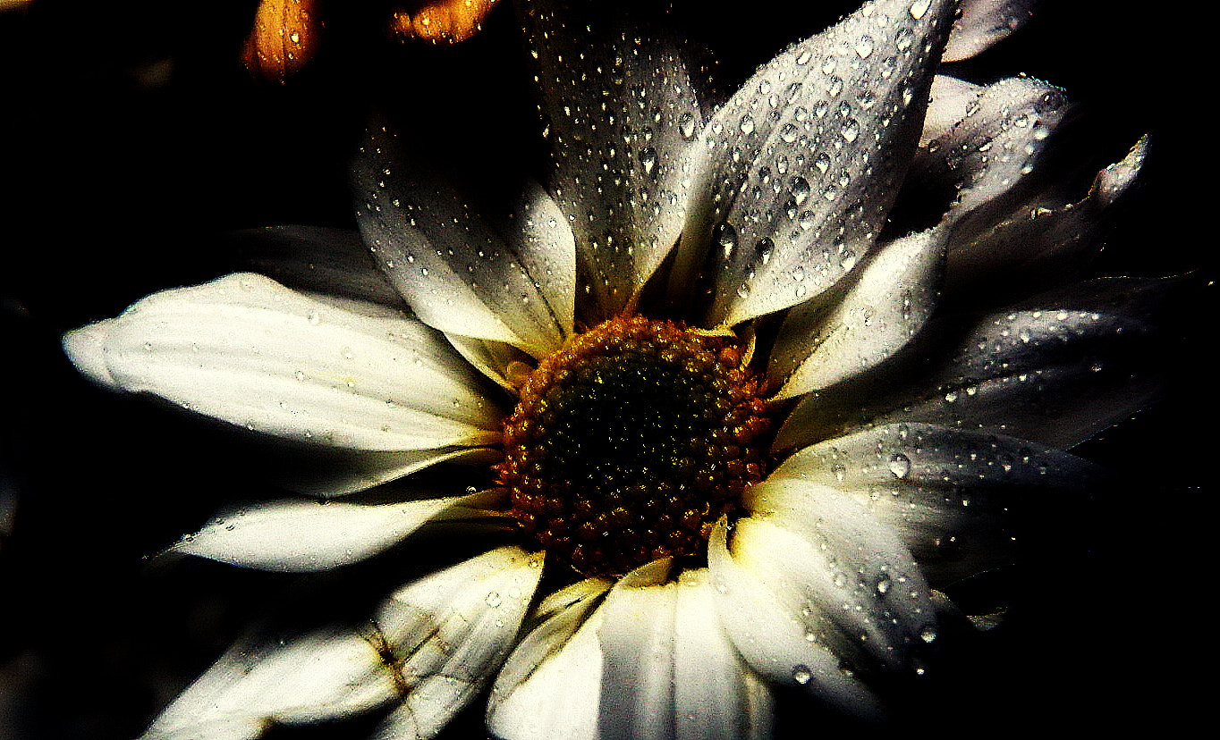 Fujifilm FinePix SL1000 sample photo. White flower ... photography