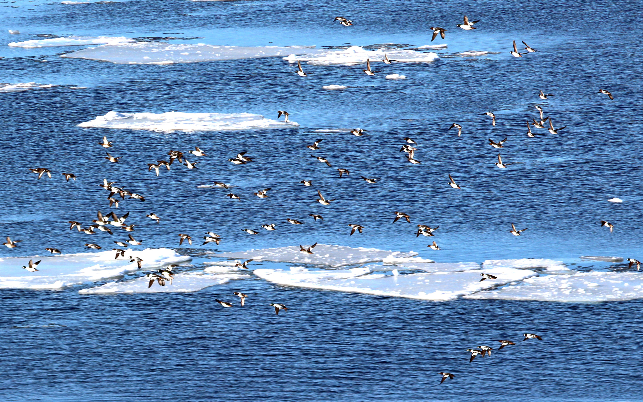 Canon EOS 700D (EOS Rebel T5i / EOS Kiss X7i) sample photo. The migratory birds are coming...spring is soon here. photography