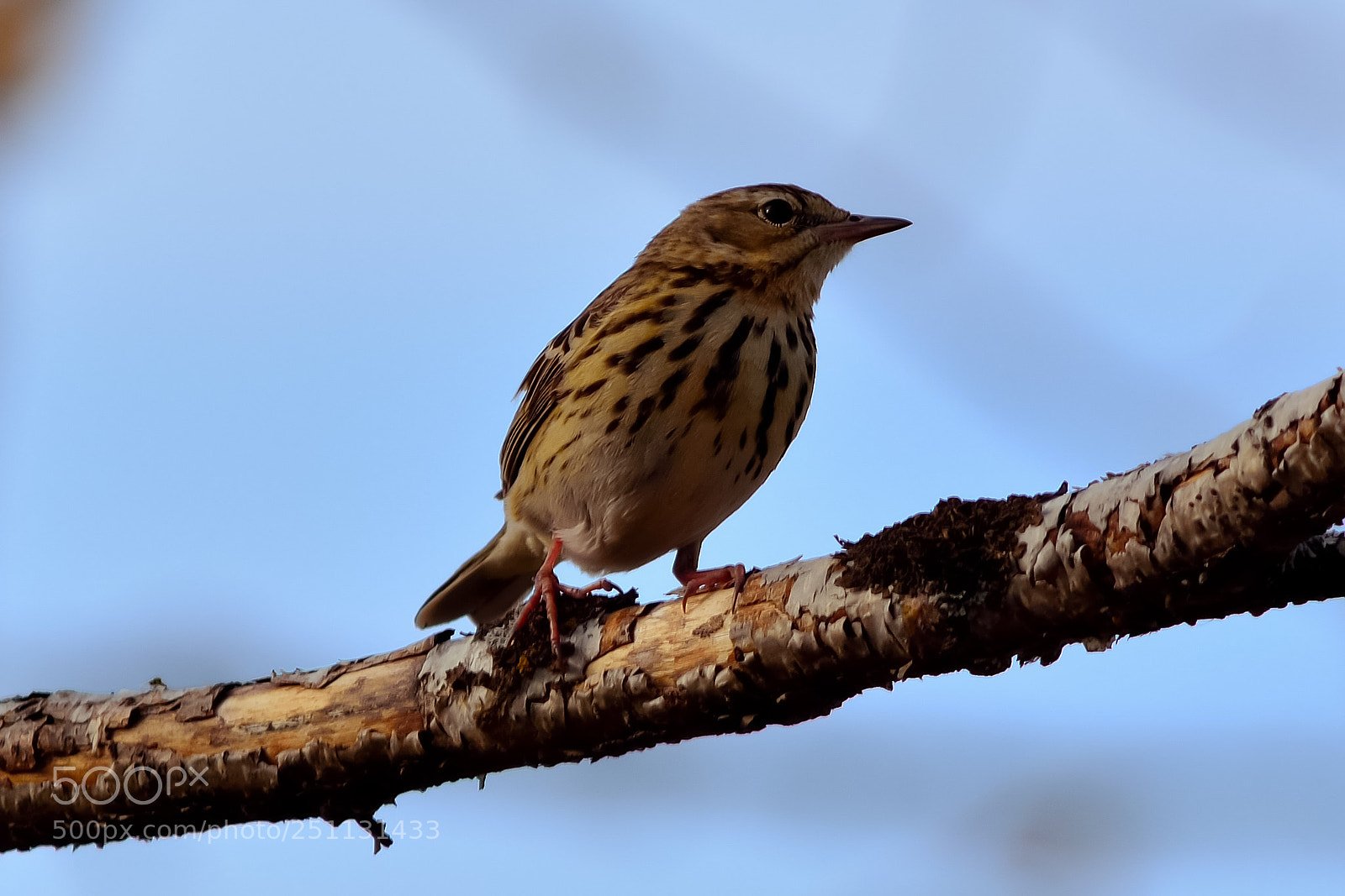 Nikon D5200 sample photo. Birds photography