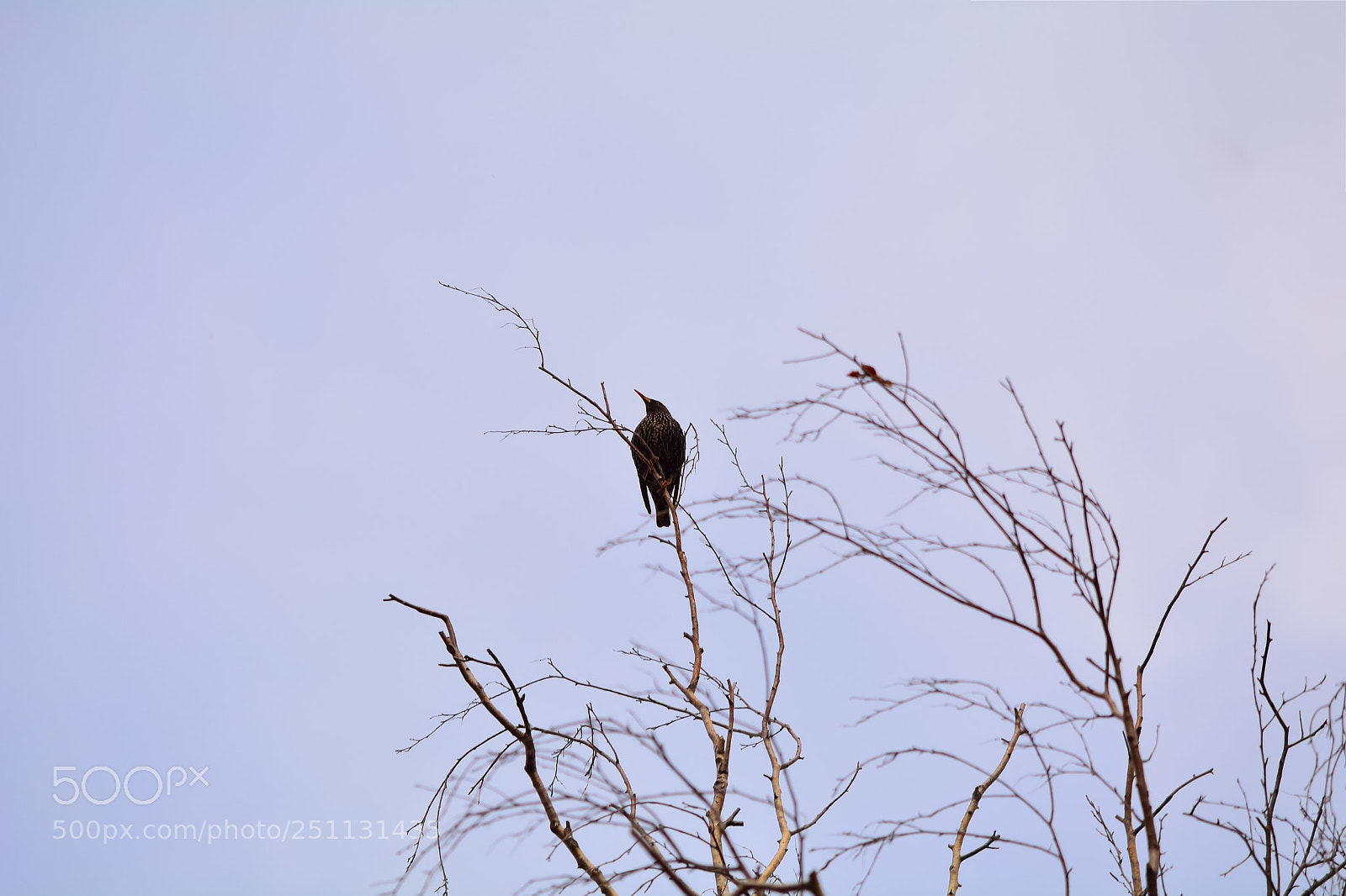 Nikon D5200 sample photo. Birds photography