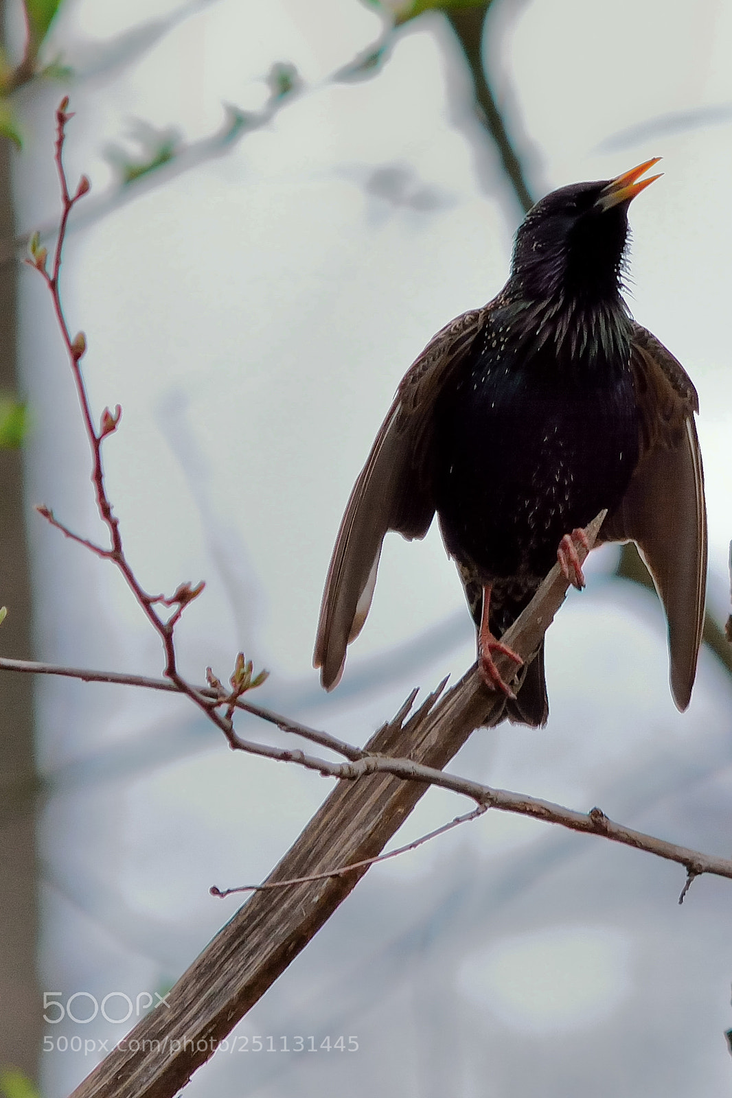 Nikon D5200 sample photo. Birds photography