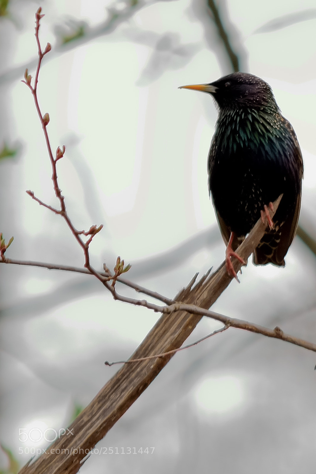 Nikon D5200 sample photo. Birds photography