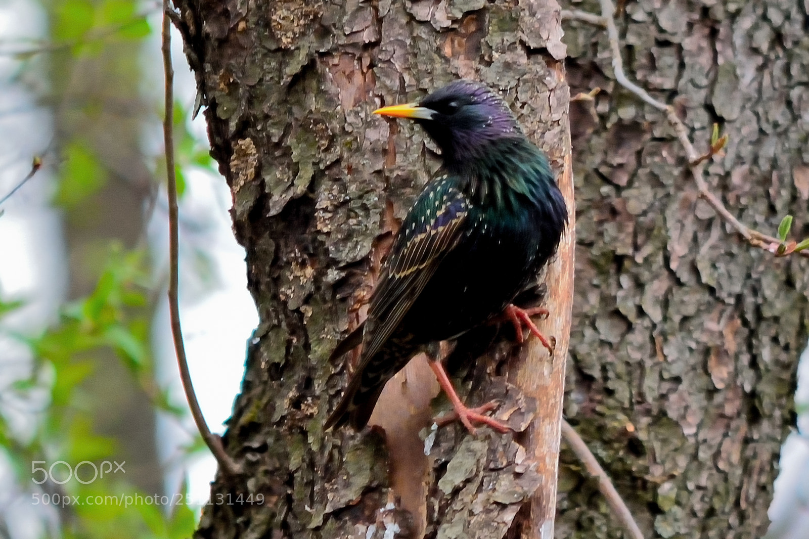 Nikon D5200 sample photo. Birds photography