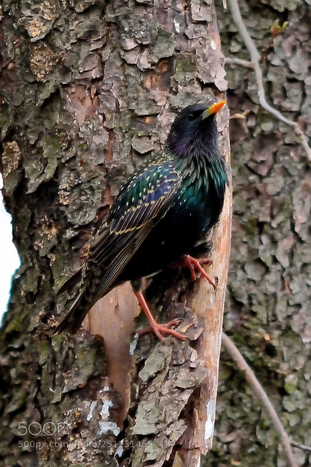 Nikon D5200 sample photo. Birds photography