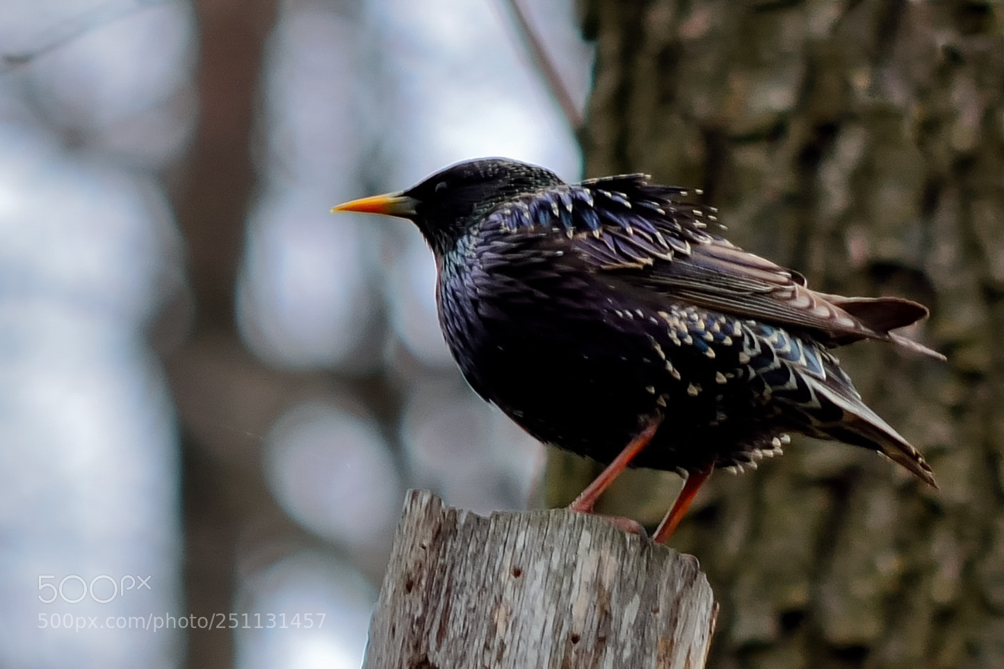 Nikon D5200 sample photo. Birds photography