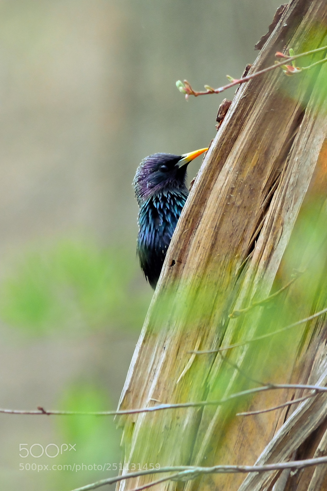 Nikon D5200 sample photo. Birds photography