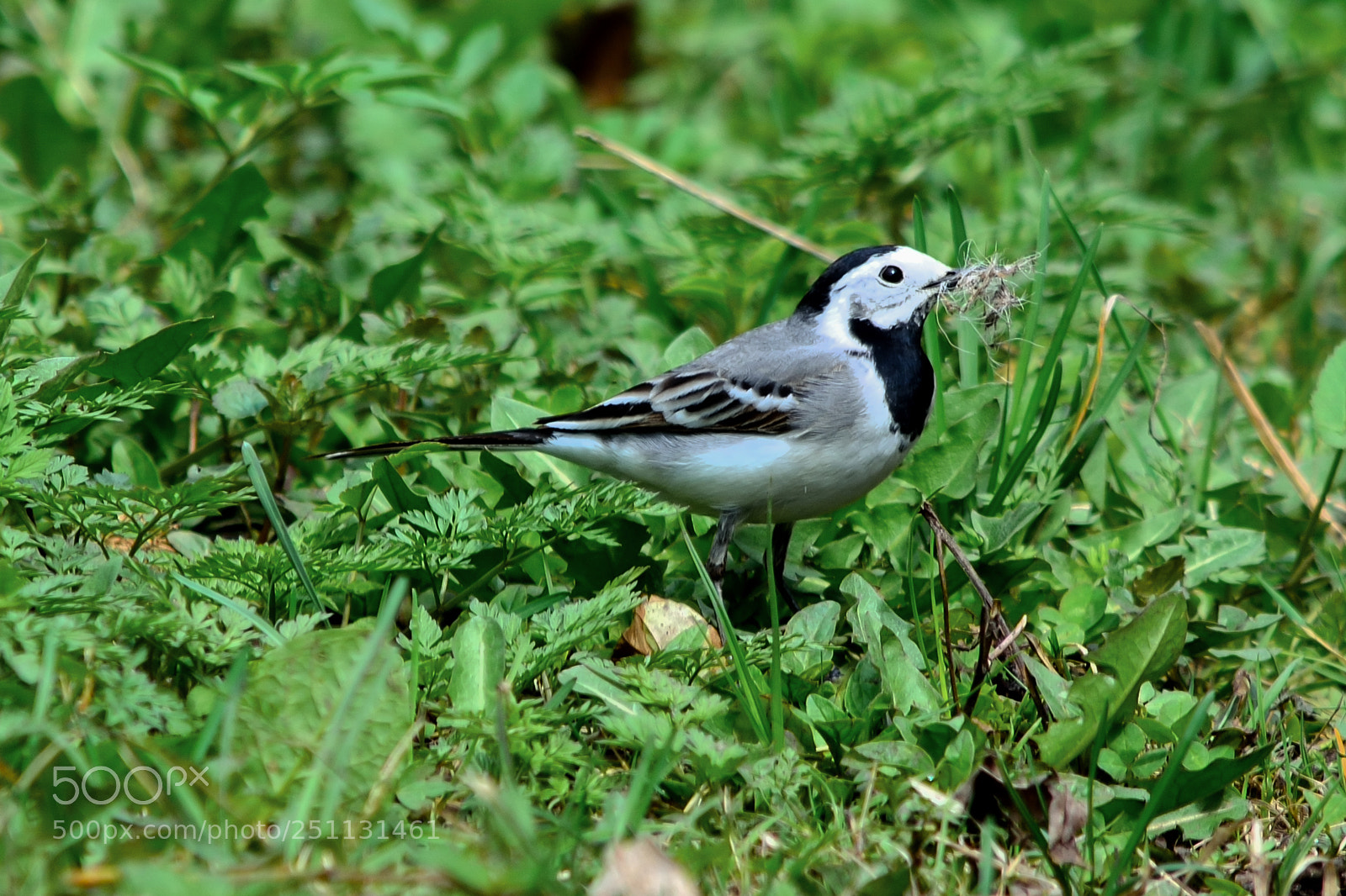 Nikon D5200 sample photo. Birds photography