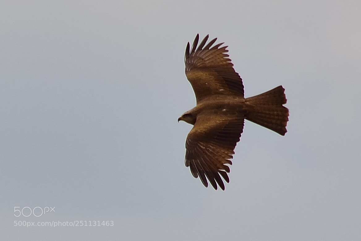 Nikon D5200 sample photo. Birds photography